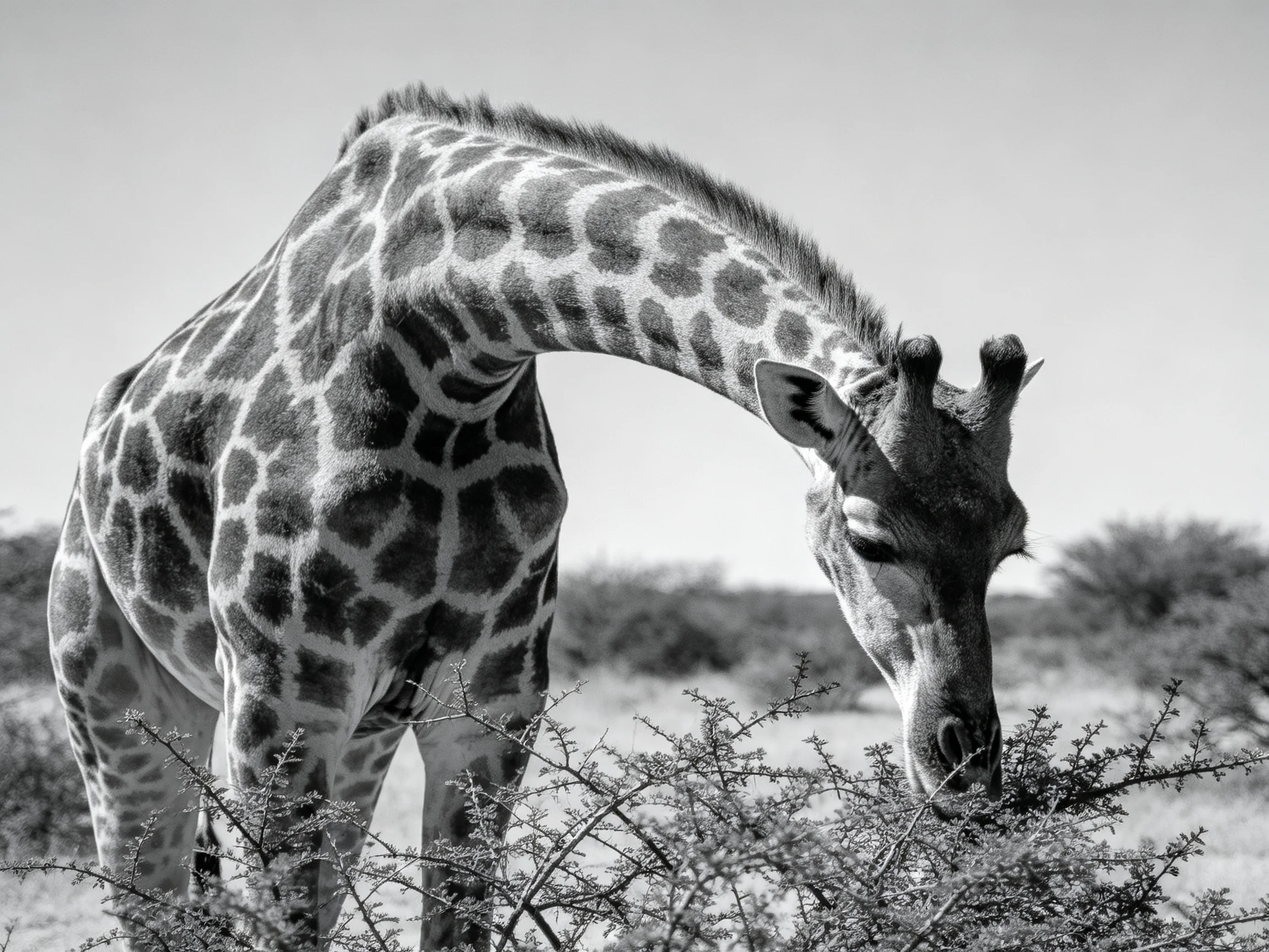 A giraffe with patterned spots bends to eat from bushes