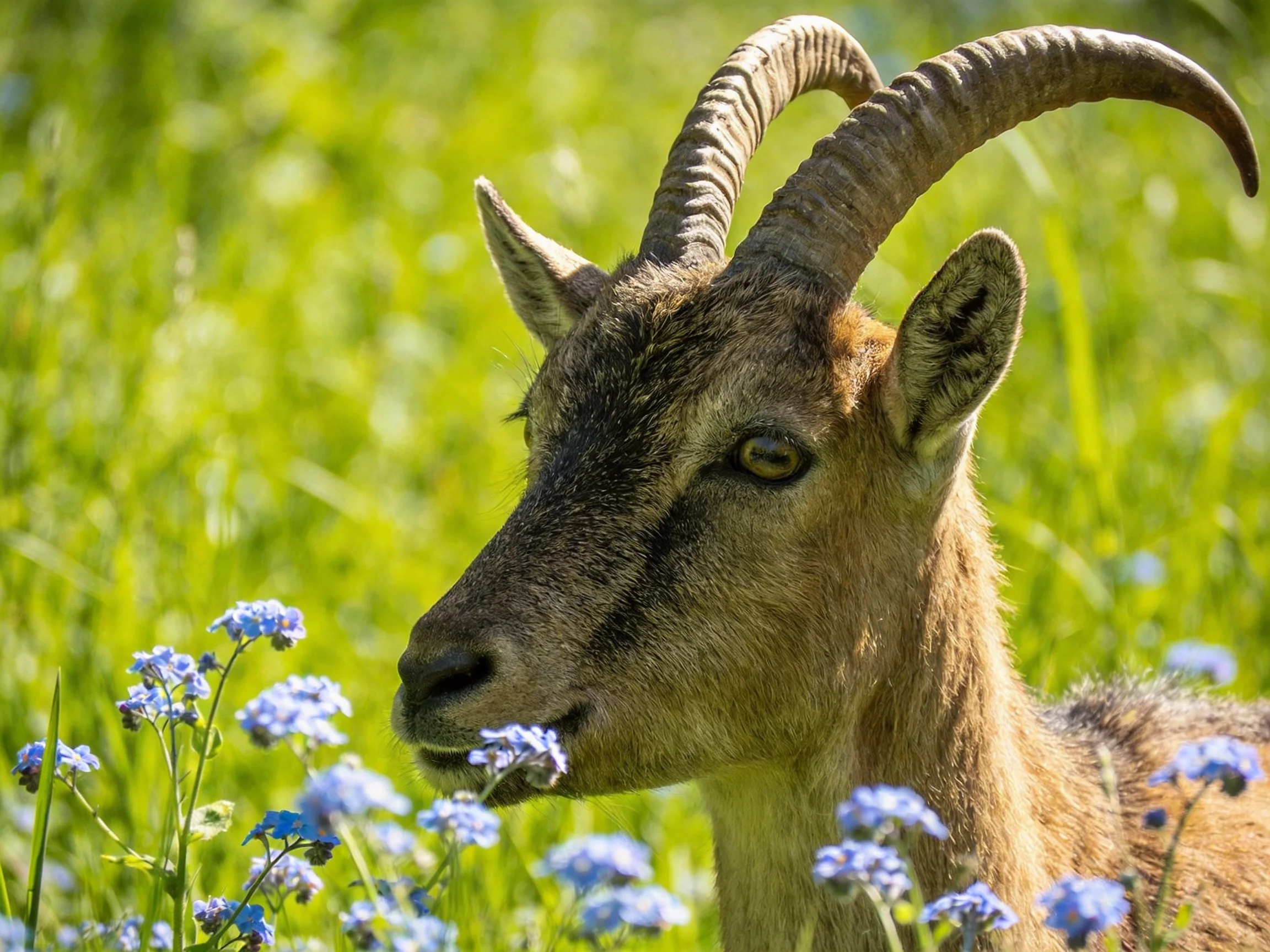 A goat with curved horns among blue wildflowers in lush green grass