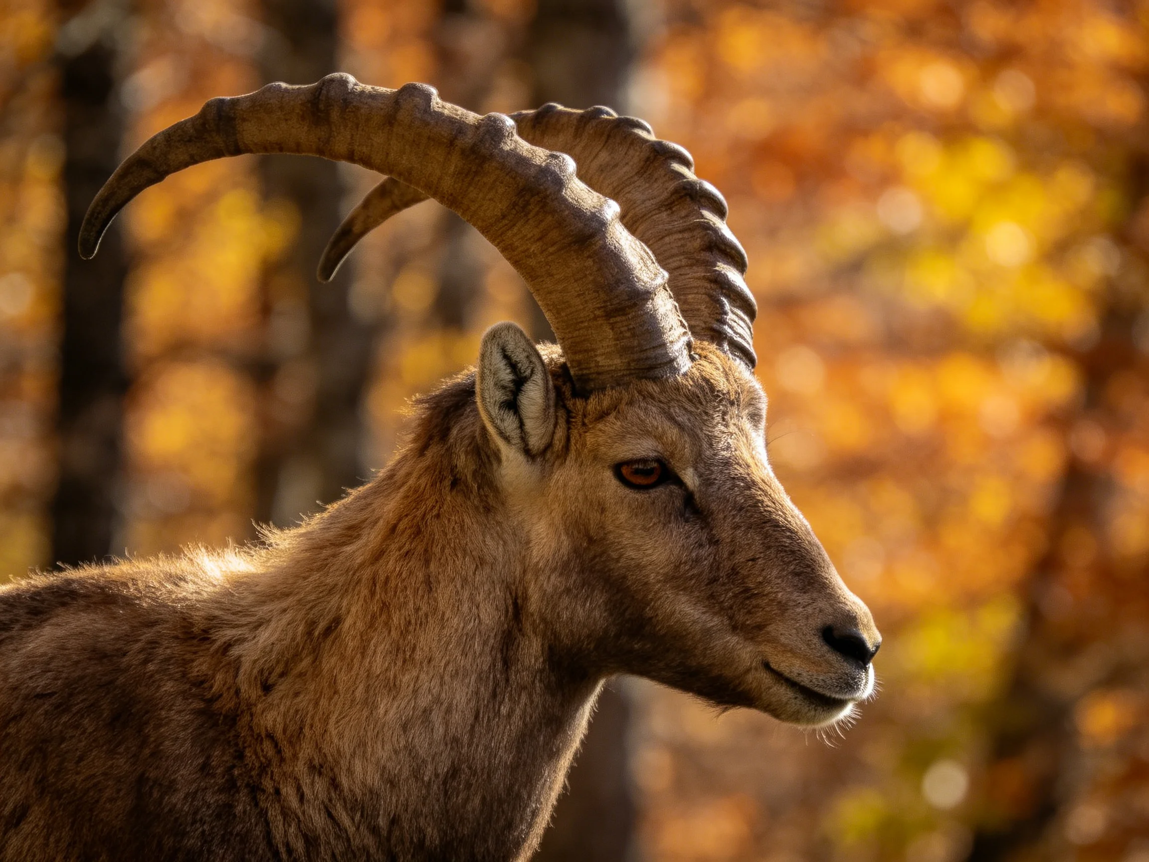 A goat with massive curved horns in golden forest