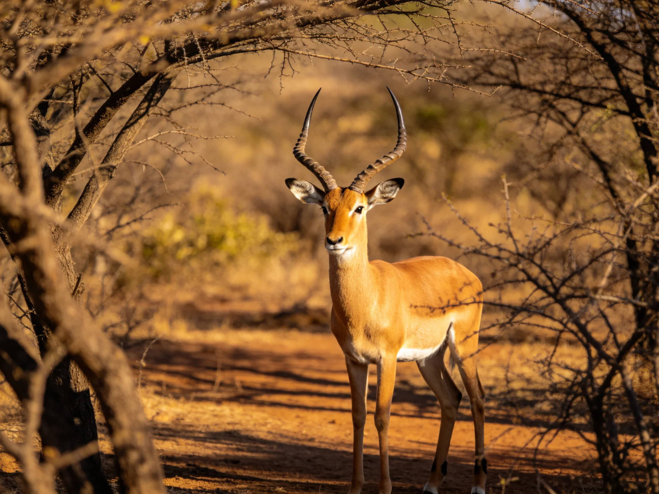 A golden antelope stands among dry savannah bushes