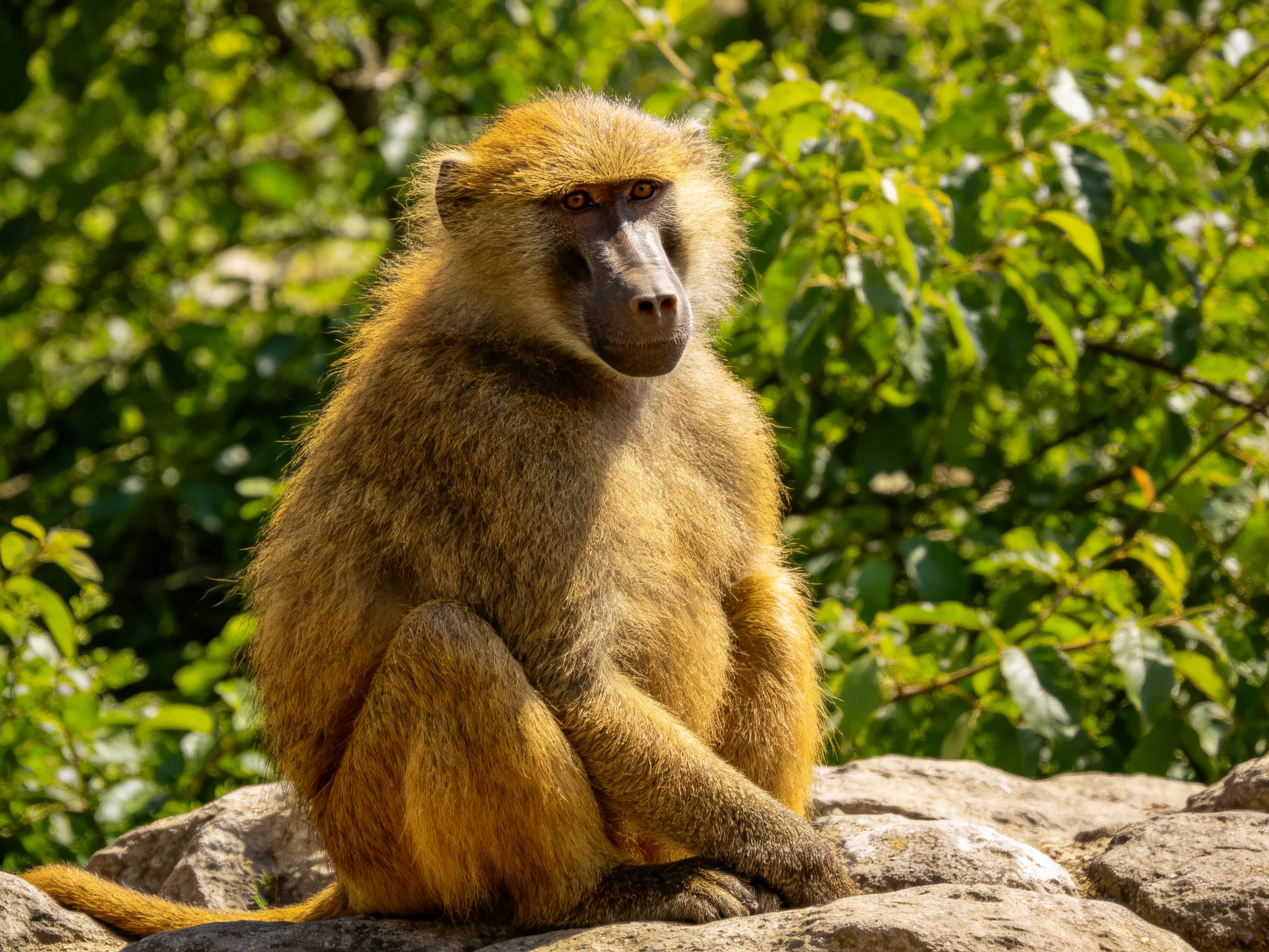 A golden-brown baboon sits on rocky terrain amid lush green foliage