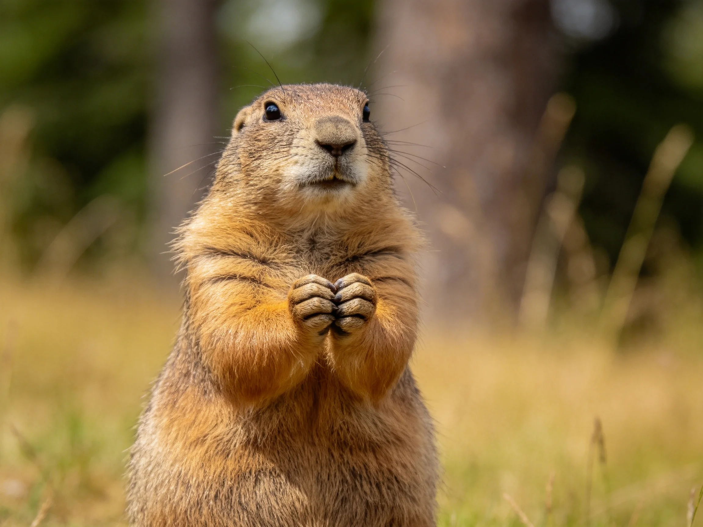 A golden-brown prairie dog stands upright in a sunlit meadow