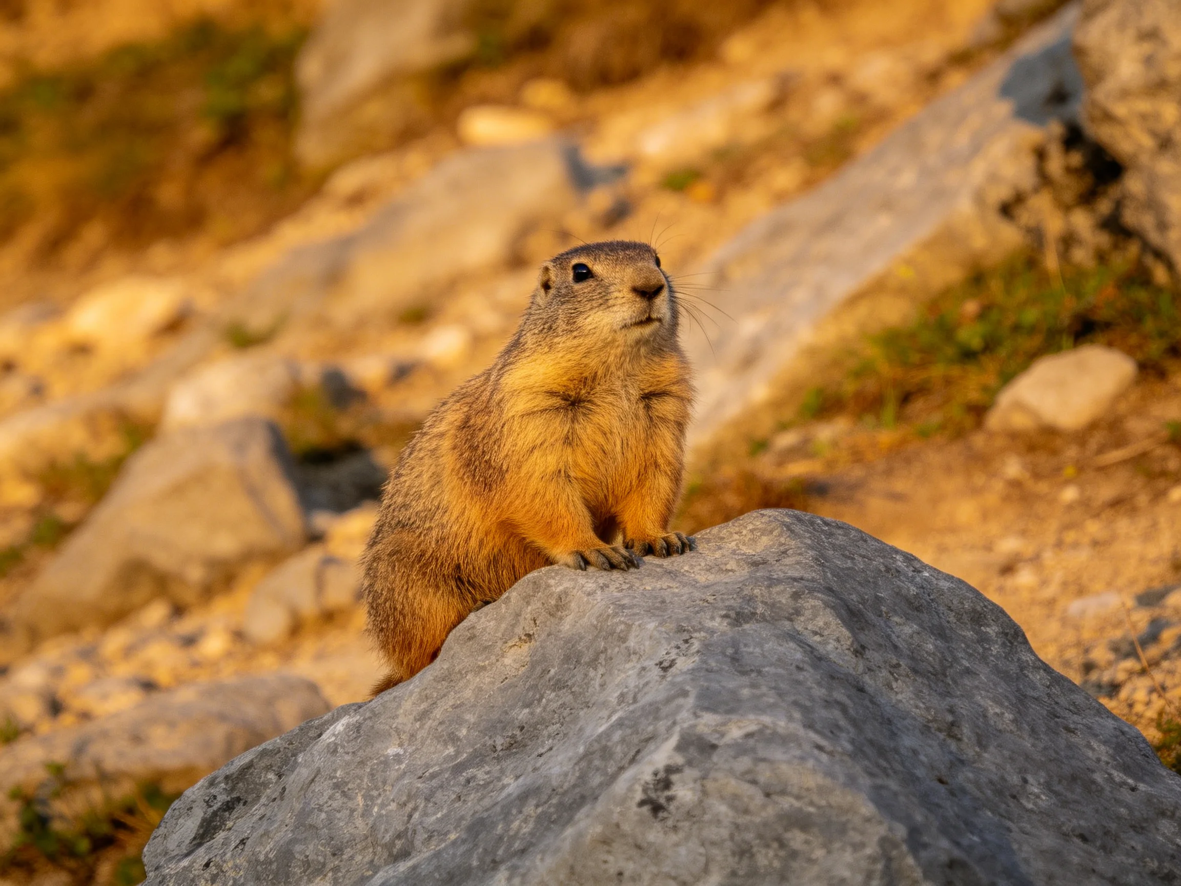 A golden-brown rodent perches on a large gray rock in rocky terrain