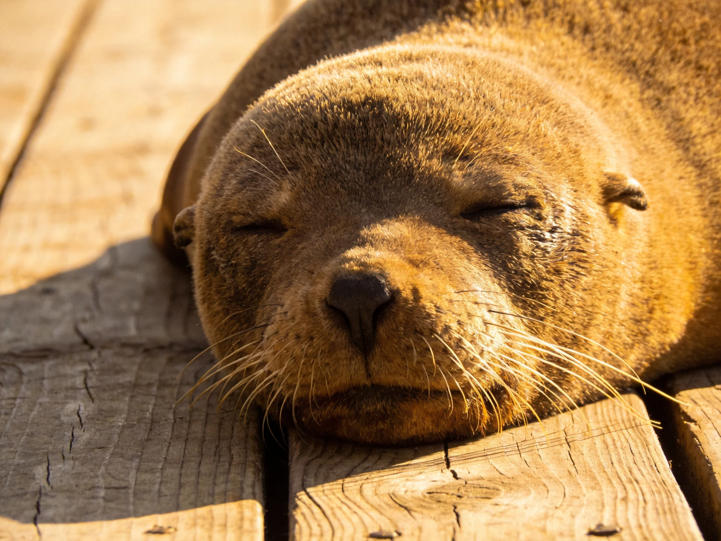 A golden-brown sea lion naps on weathered wooden planks in sunlight.