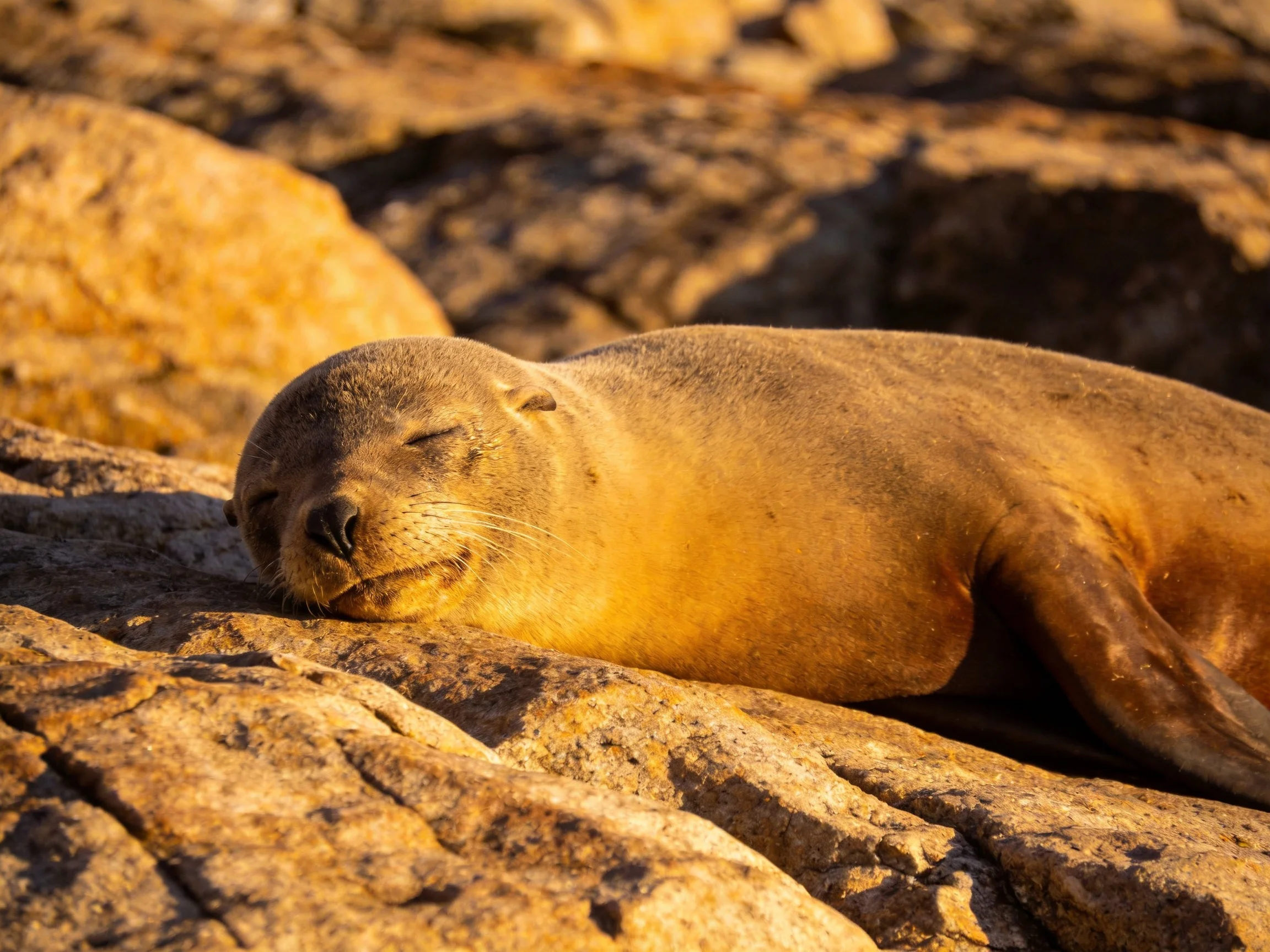 A golden-brown seal rests on sun-kissed rocky formations