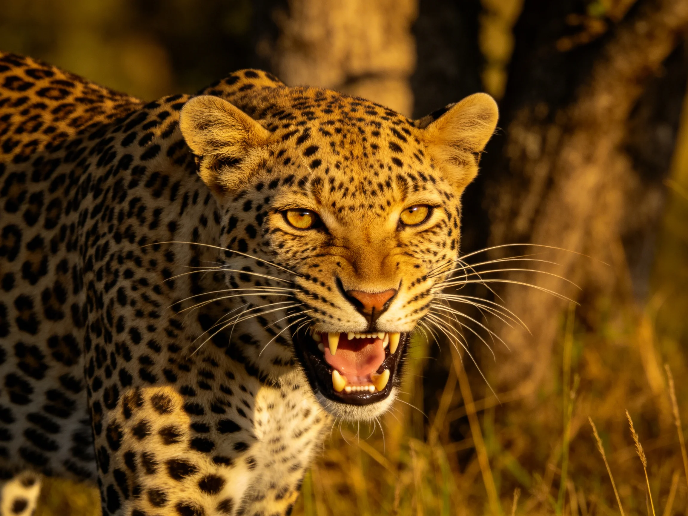 A golden-eyed leopard roars in sun-drenched savannah