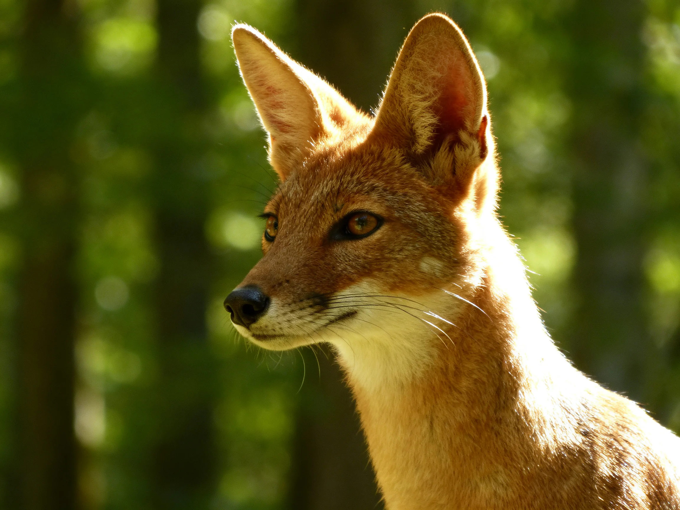 A golden fox with pointed ears in a sun-dappled forest