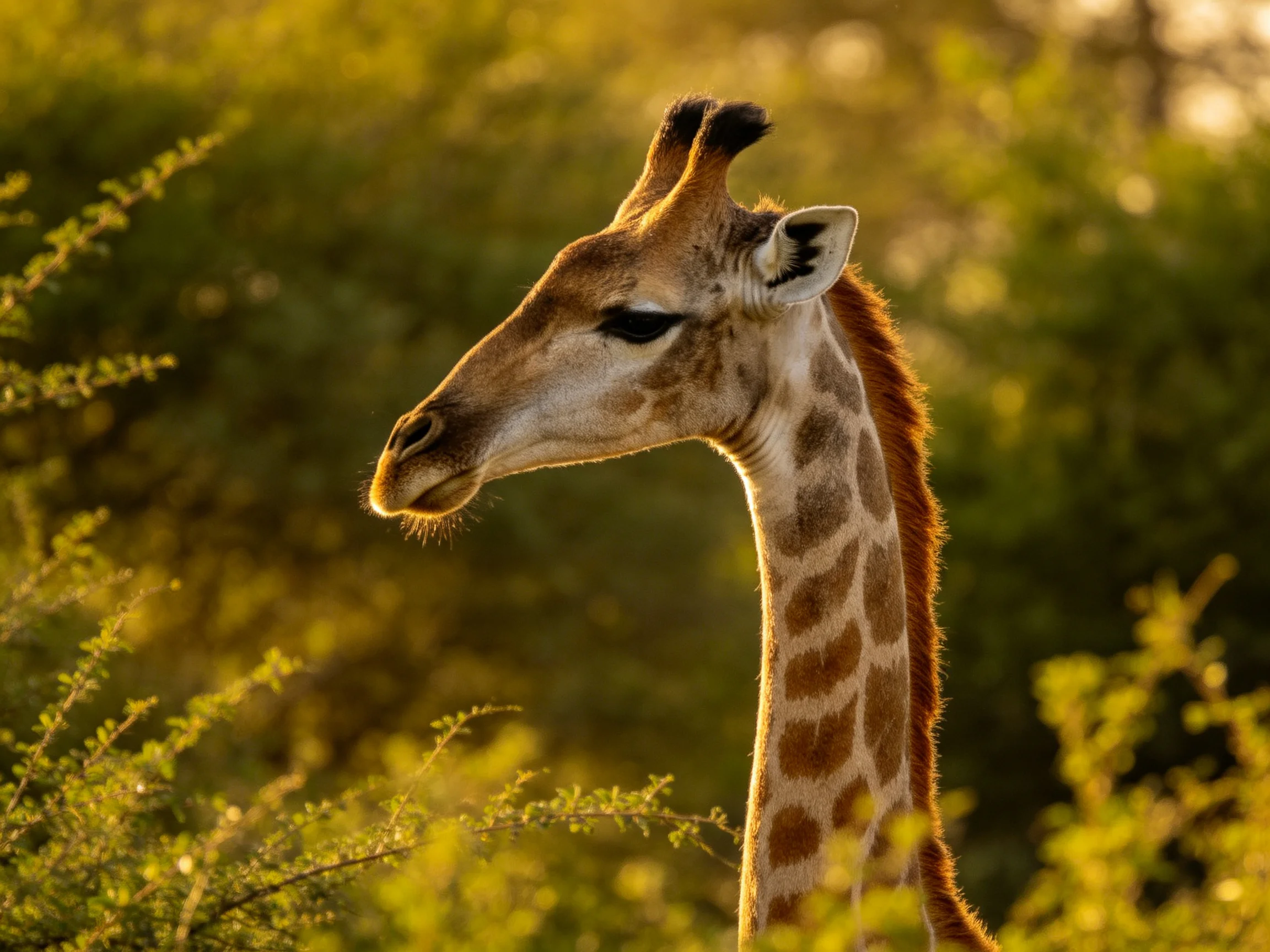 A golden-hued giraffe amidst lush greenery in soft sunlight
