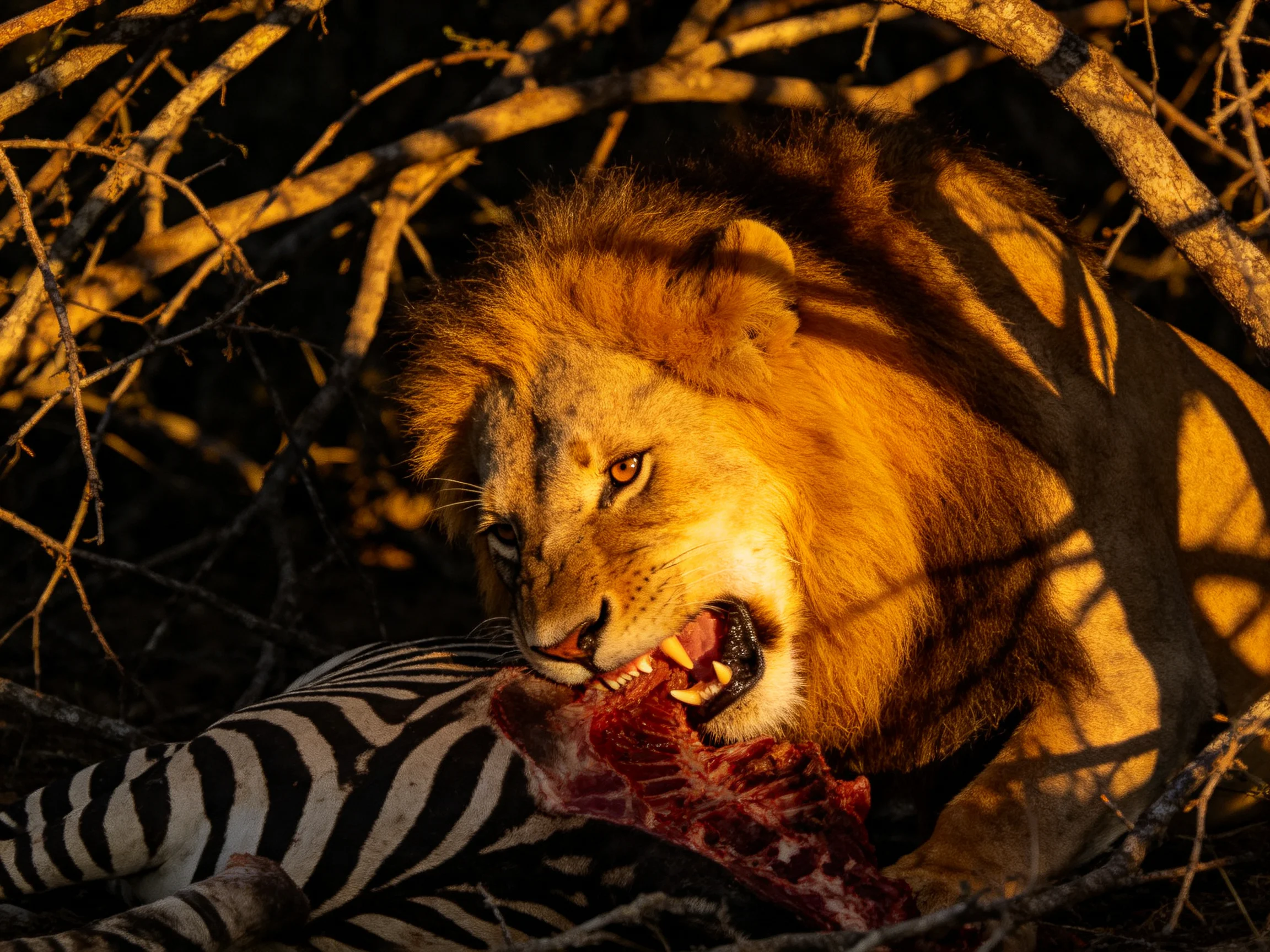 A golden-hued lion feasting on a black-and-white striped zebra amid tangled branches