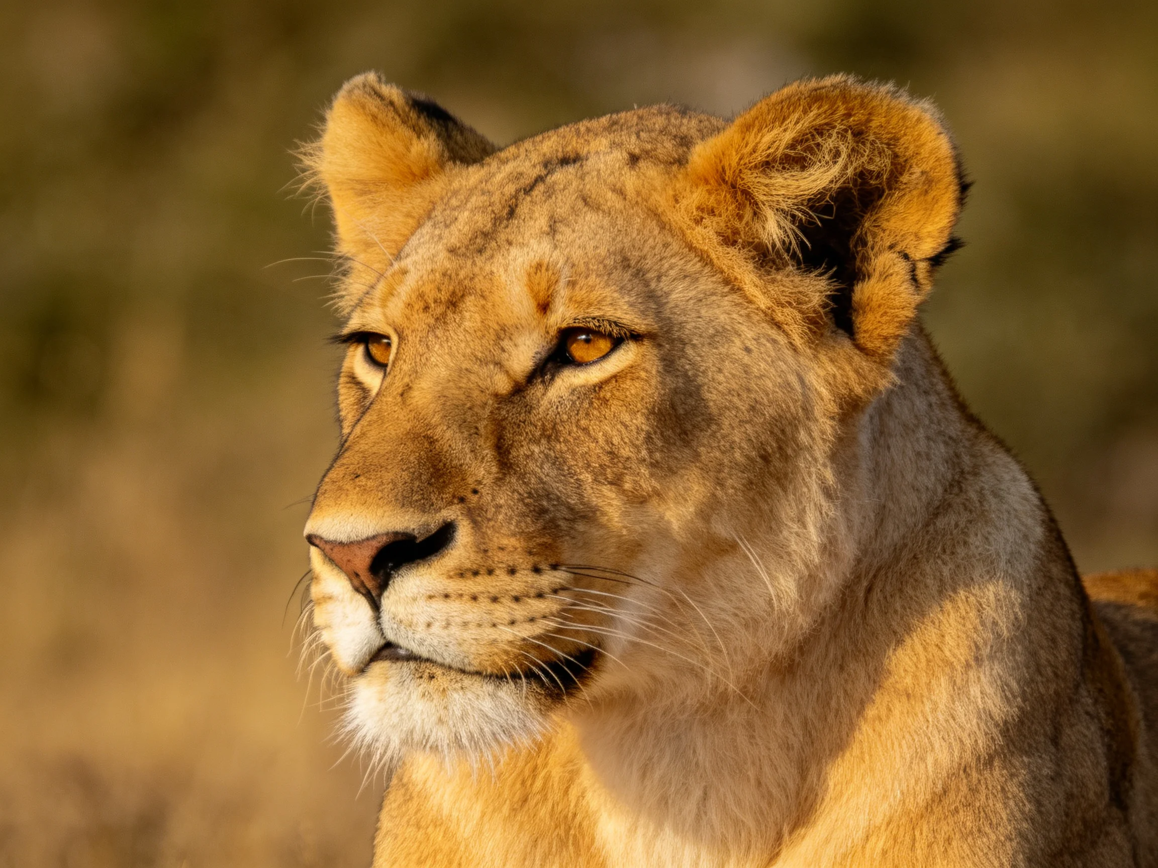 A golden-hued lioness gazes thoughtfully into the distance