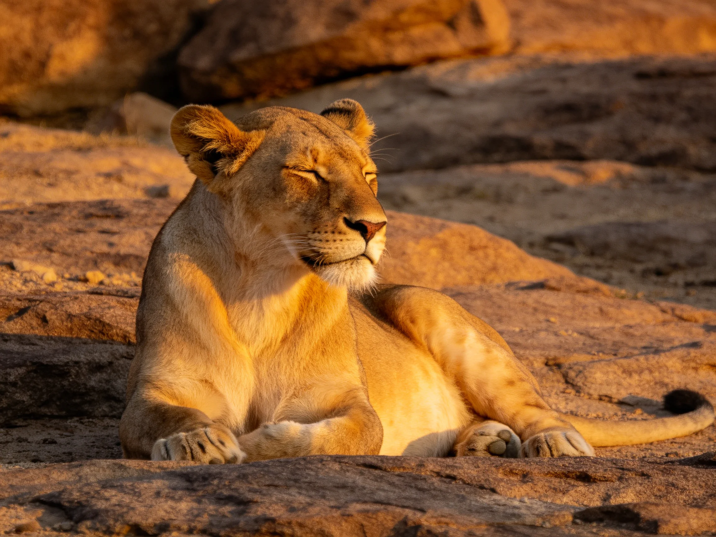 A golden-hued lioness relaxes on sun-warmed rocky terrain