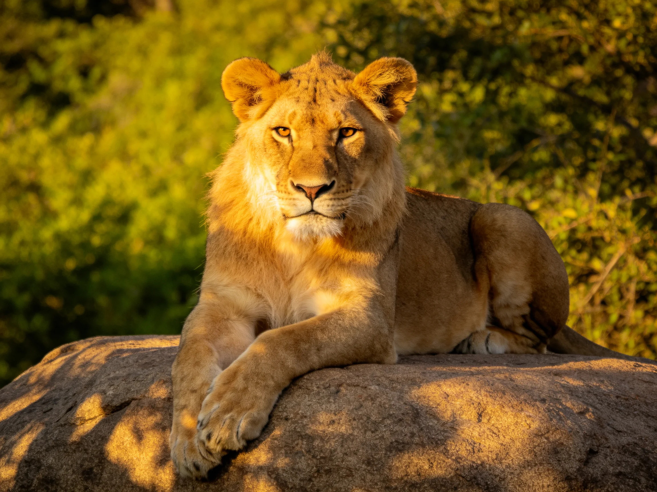 A golden lion cub relaxes on a large brown rock amid green foliage