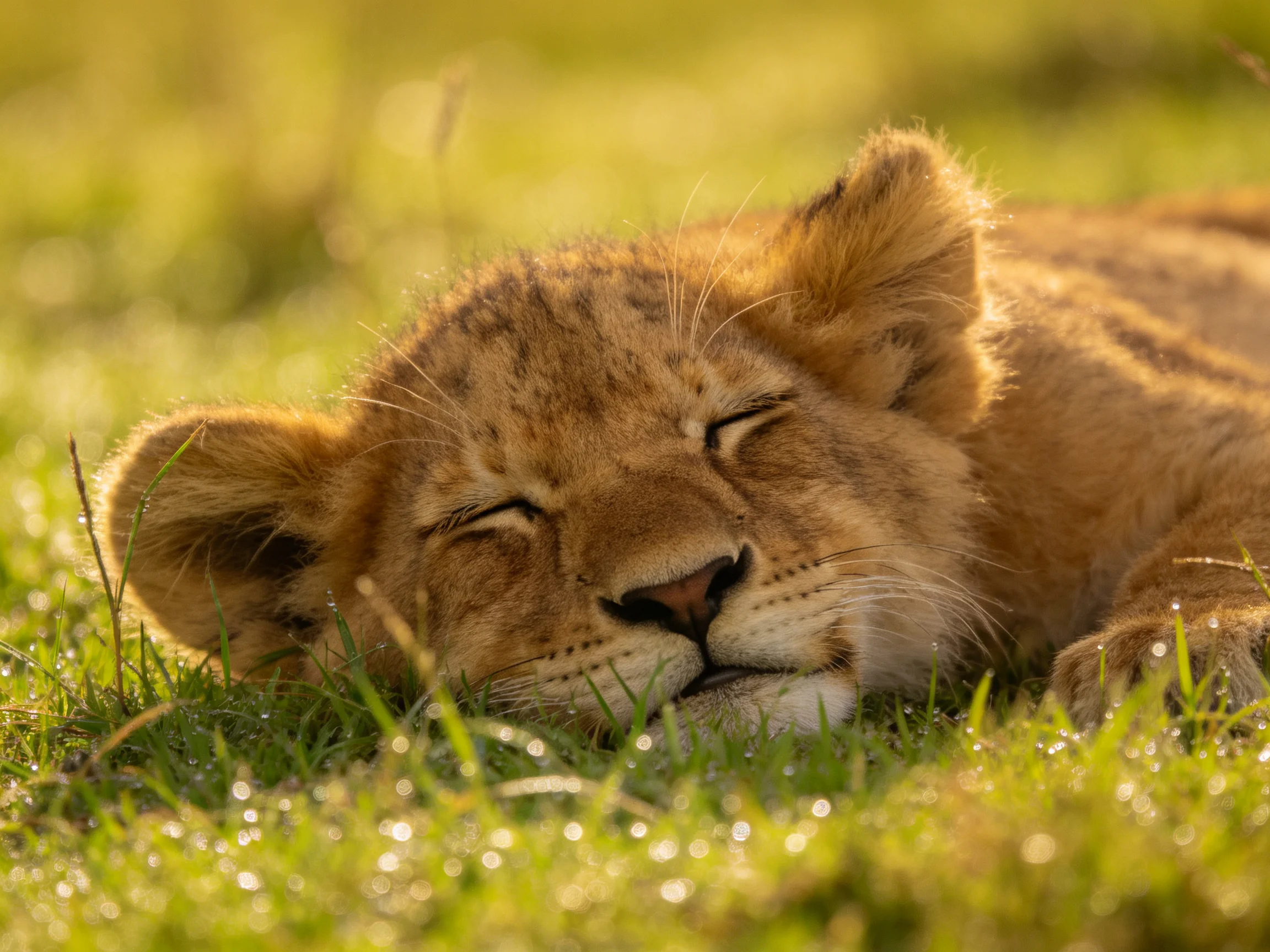 A golden lion cub resting in dewy green grass under warm sunlight