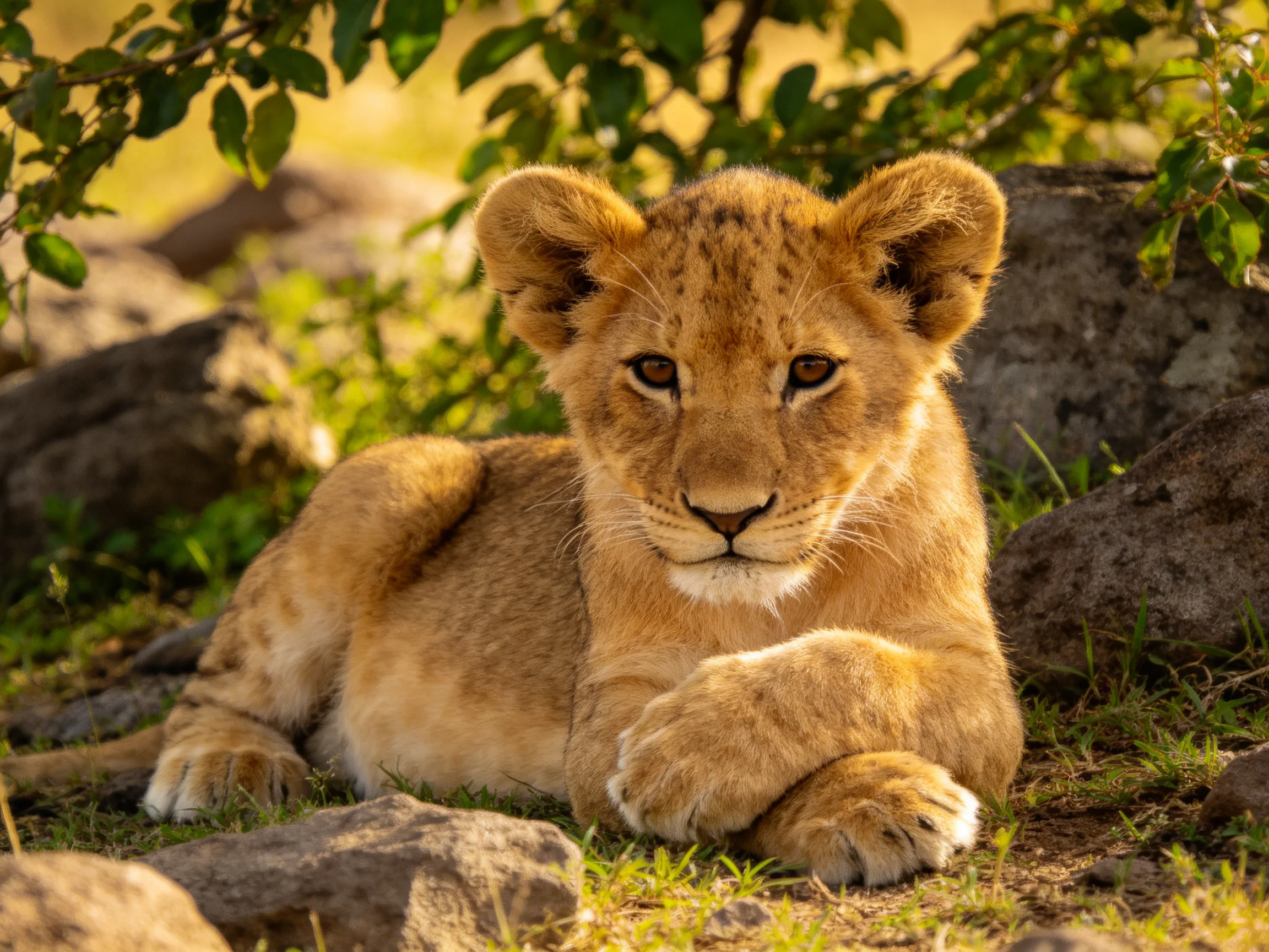 A golden lion cub resting near large gray rocks and lush green foliage