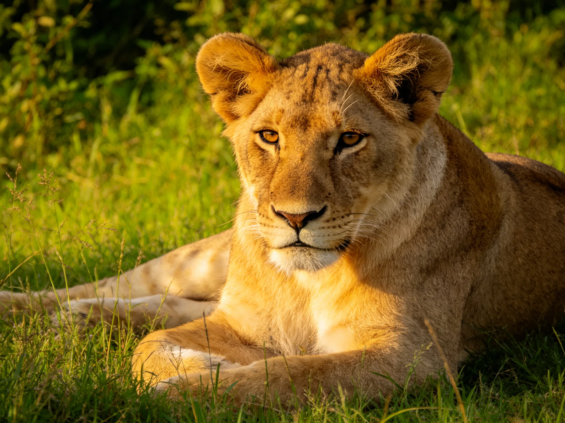 A golden lioness rests amid lush green grass in warm sunlight