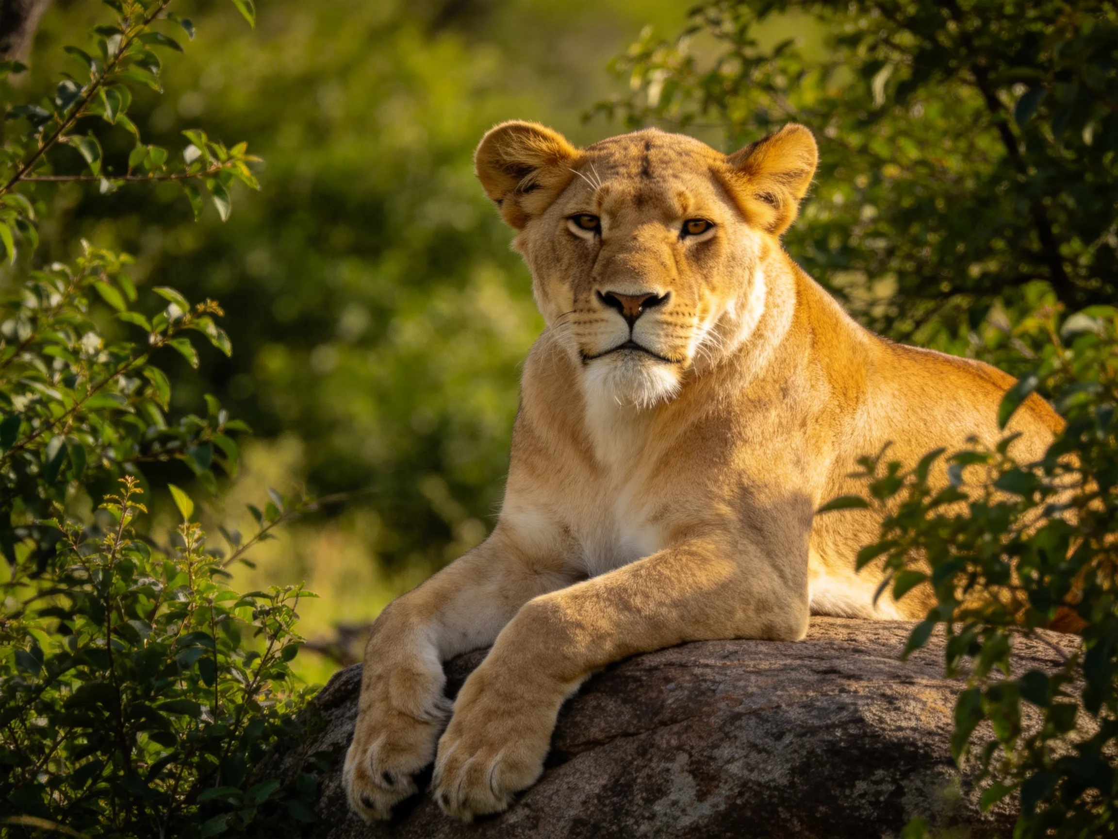 A golden lioness relaxes on a rock surrounded by dense foliage.