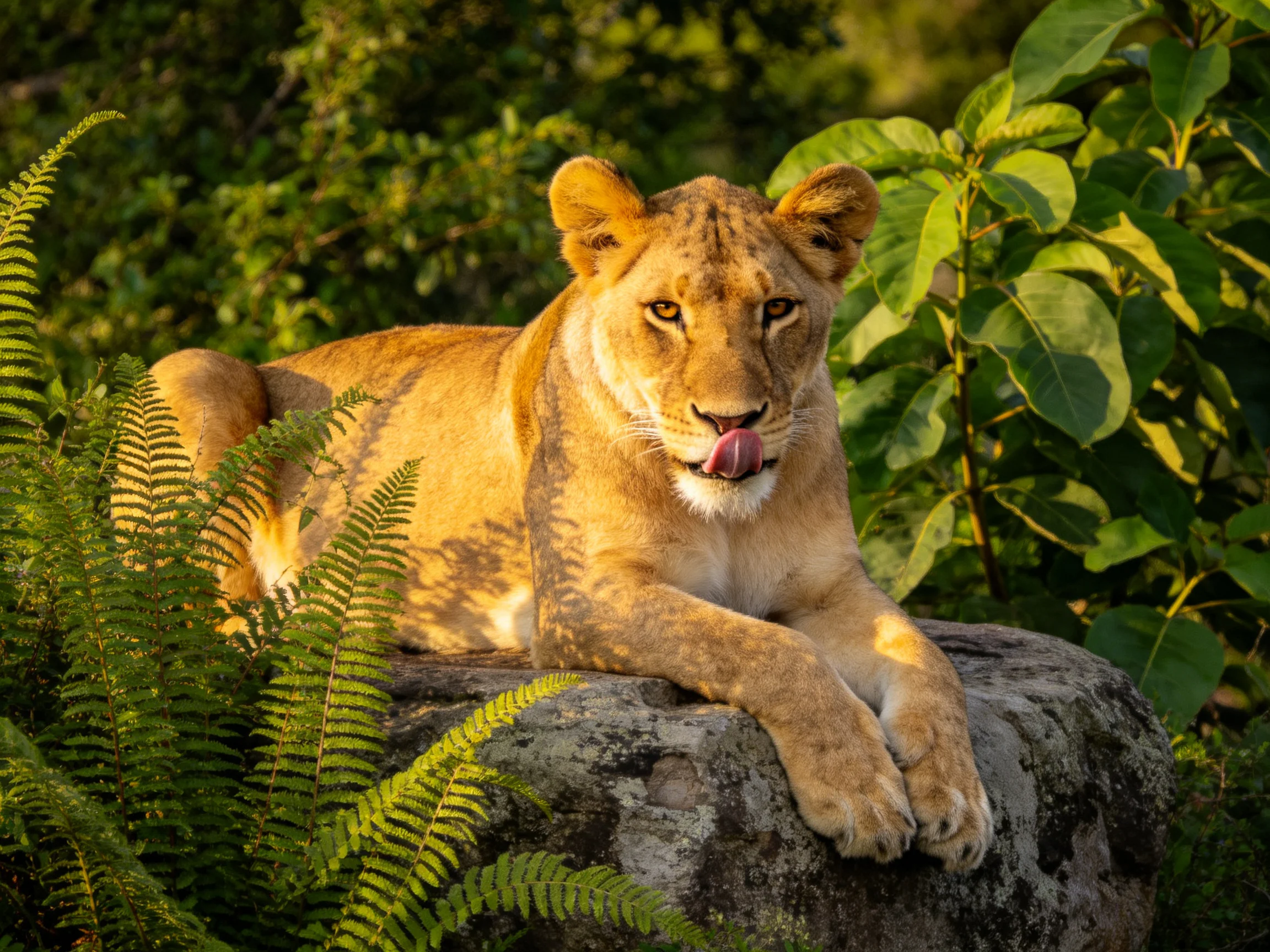 A golden lioness rests on a mossy rock amid lush ferns
