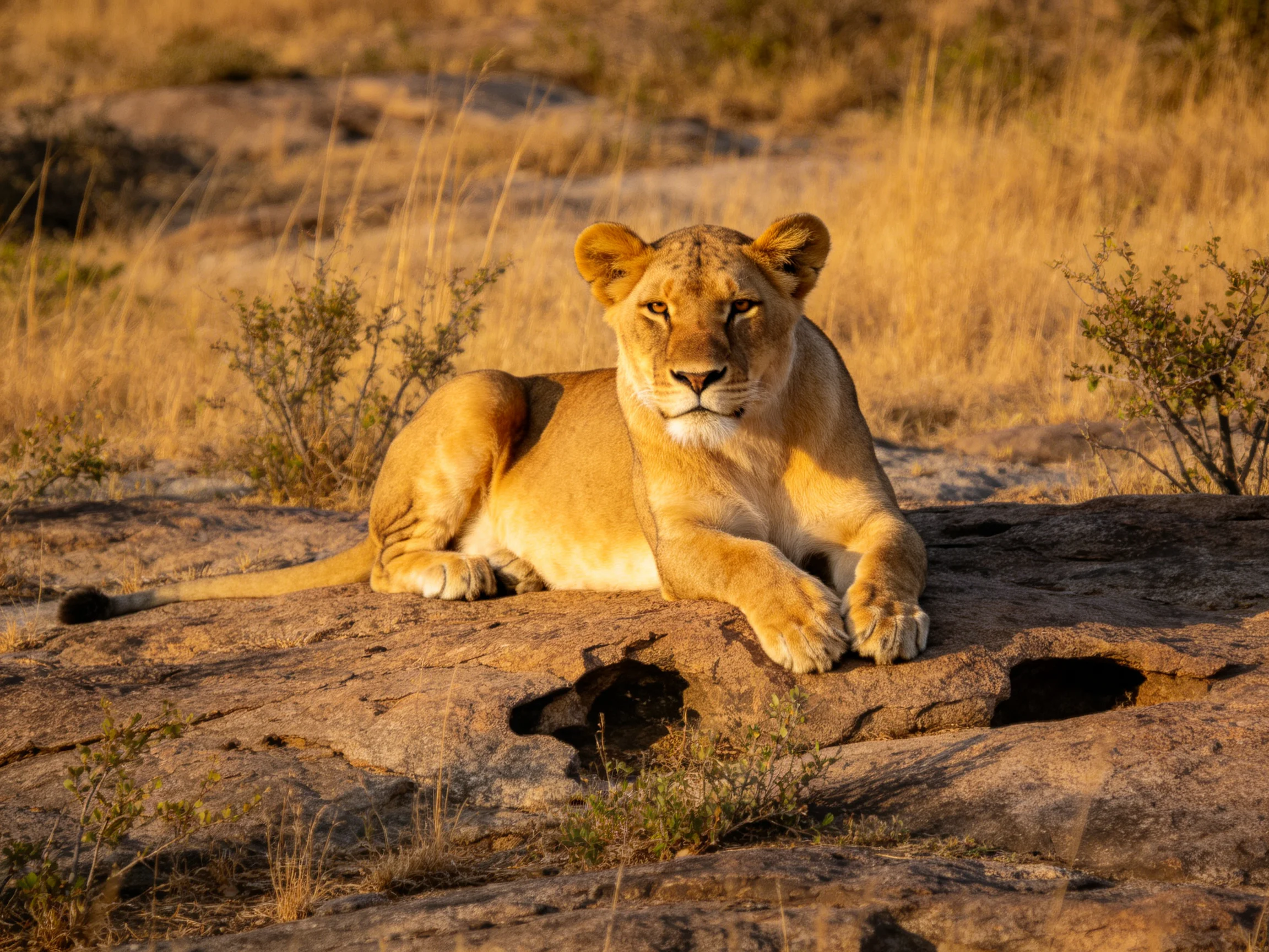 A golden lioness rests on rocky terrain amid dry grasslands