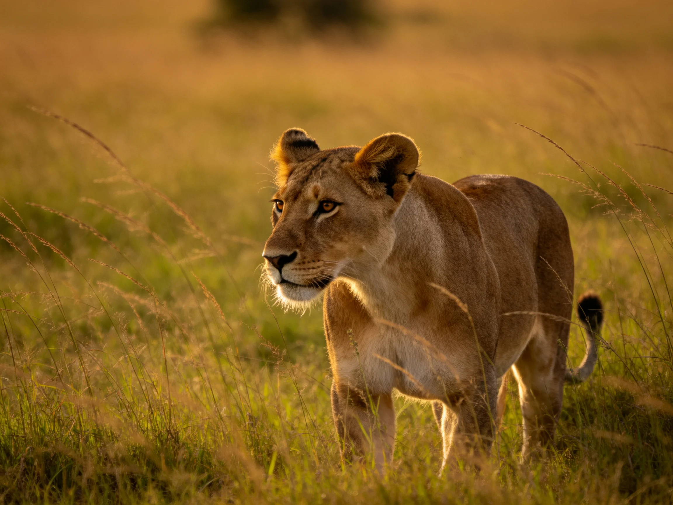 A golden lioness roams through tall savannah grasses at sunset