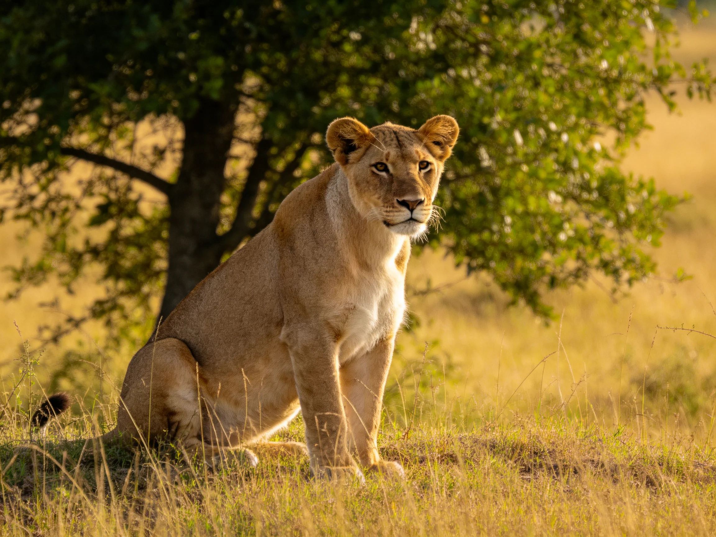 A golden lioness sits near a leafy tree in a sunlit savannah