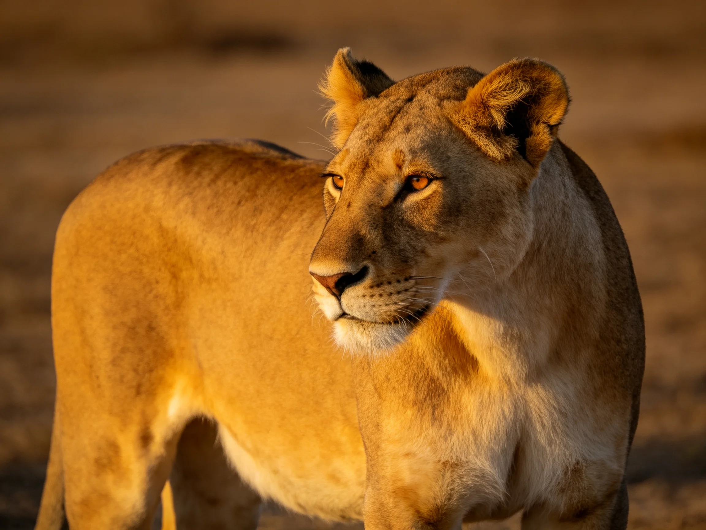 A golden lioness stands alert in the warm savannah light