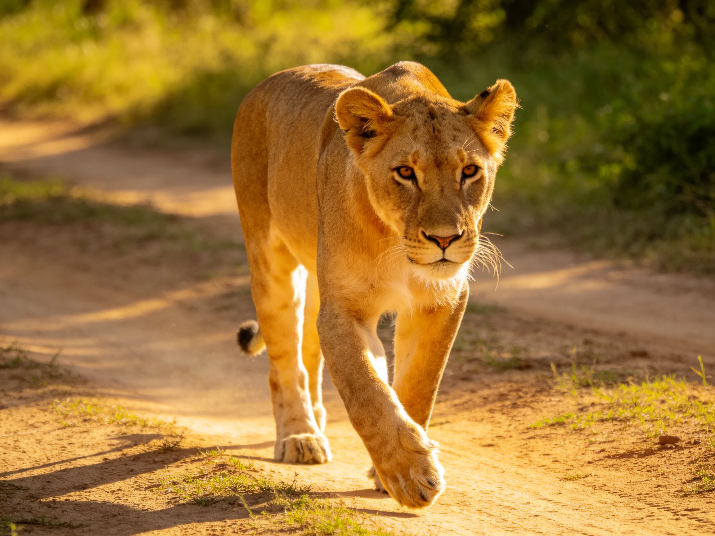 A golden lioness walks on a sunlit dirt path.