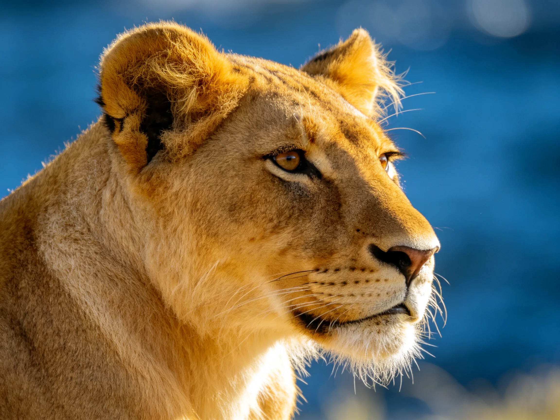 A golden lioness with intense gaze against a deep blue blurred backdrop