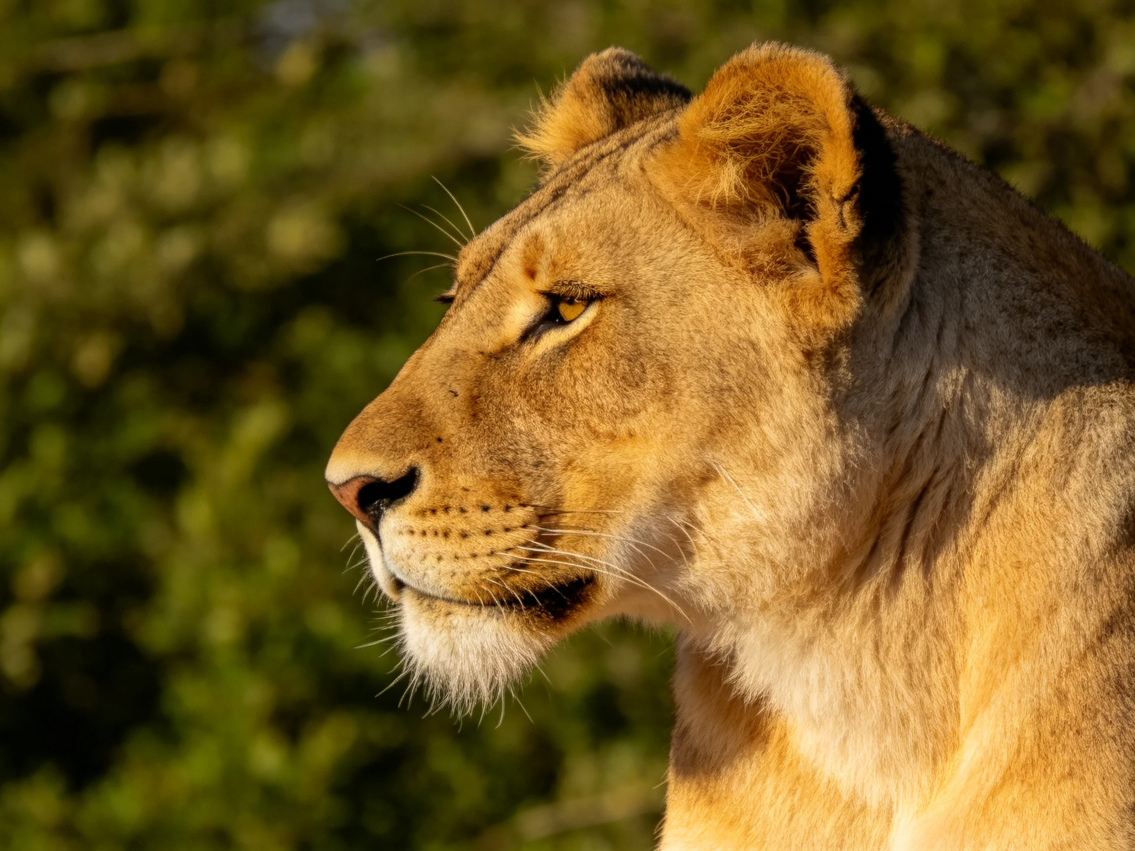 A golden lioness with tawny fur near lush green foliage