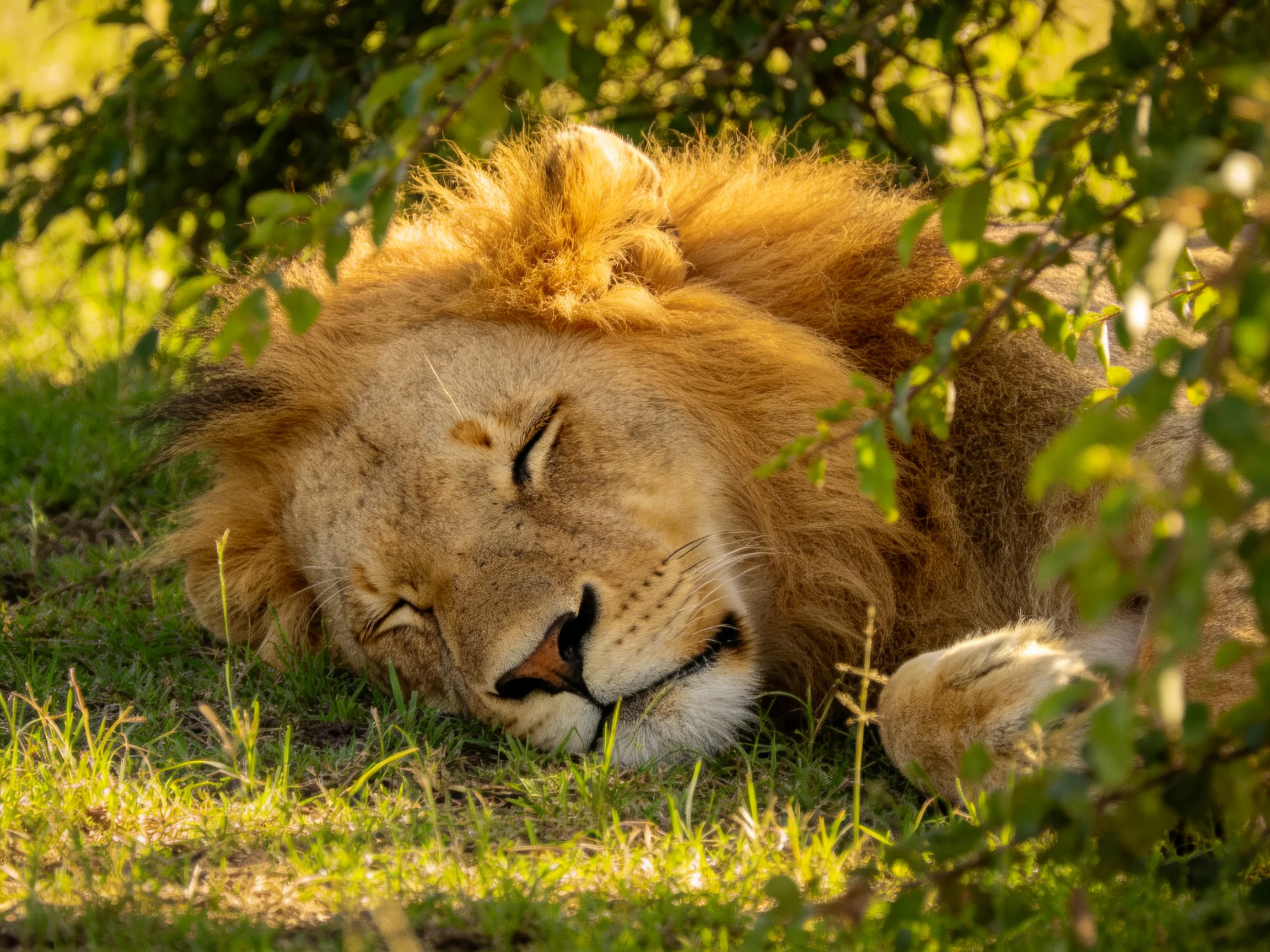 A golden-maned lion rests beneath lush green foliage
