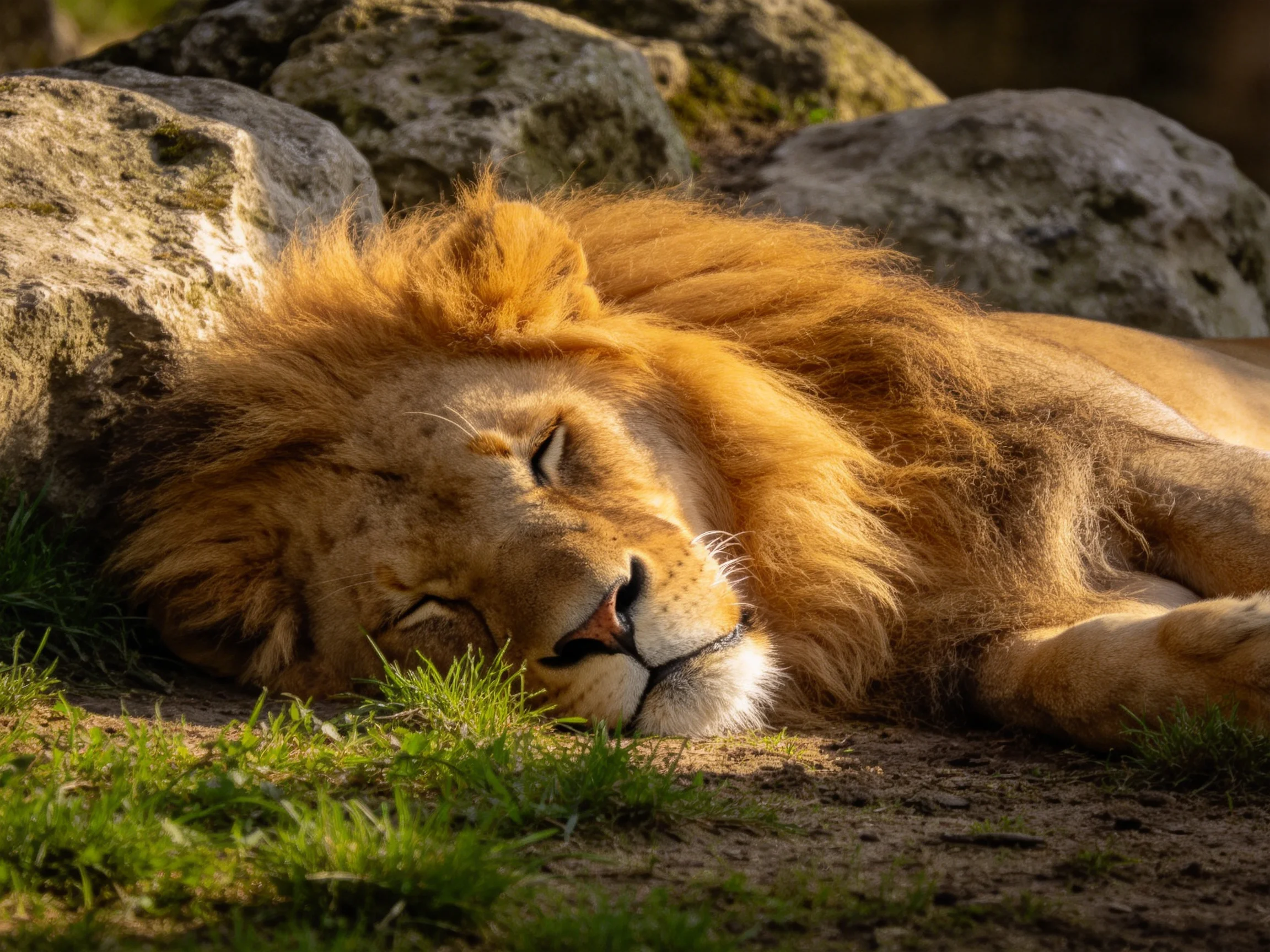 A golden-maned lion rests near large gray rocks on grass