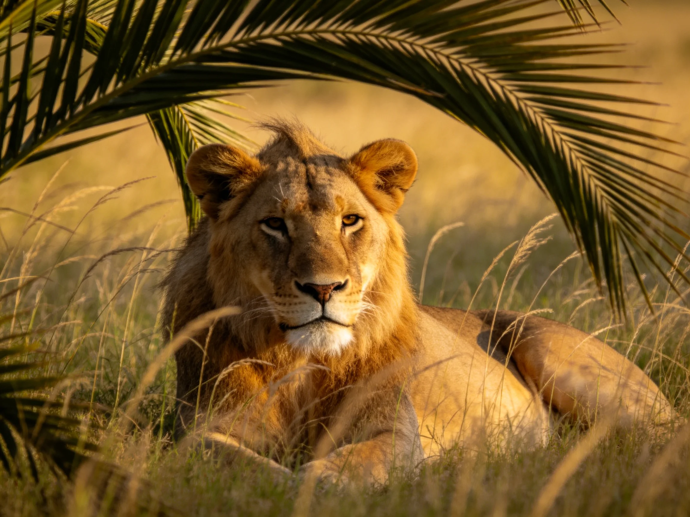 A golden-maned lion rests under palm fronds in tall grass