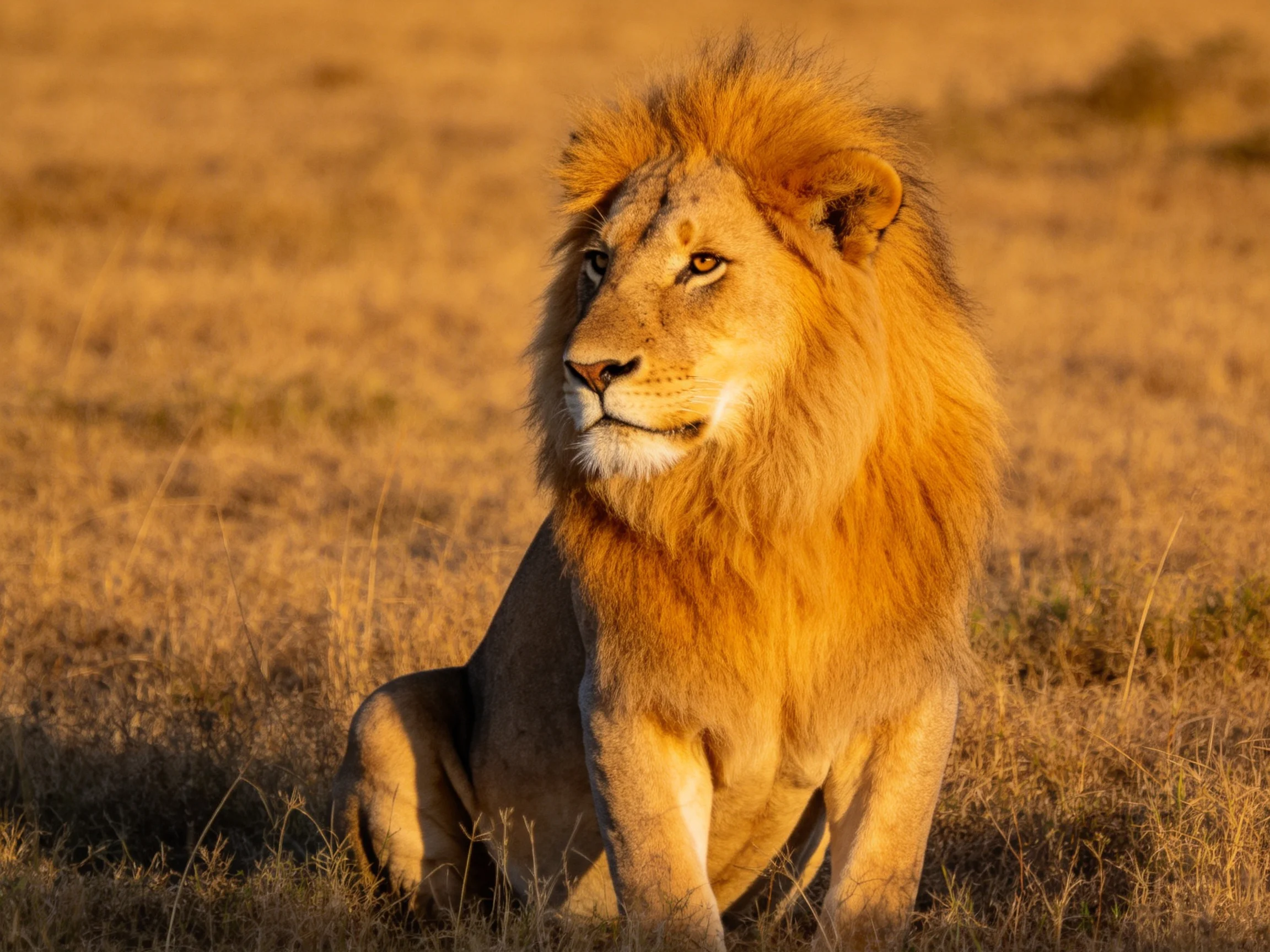 A golden-maned lion sits in sun-drenched savannah grass