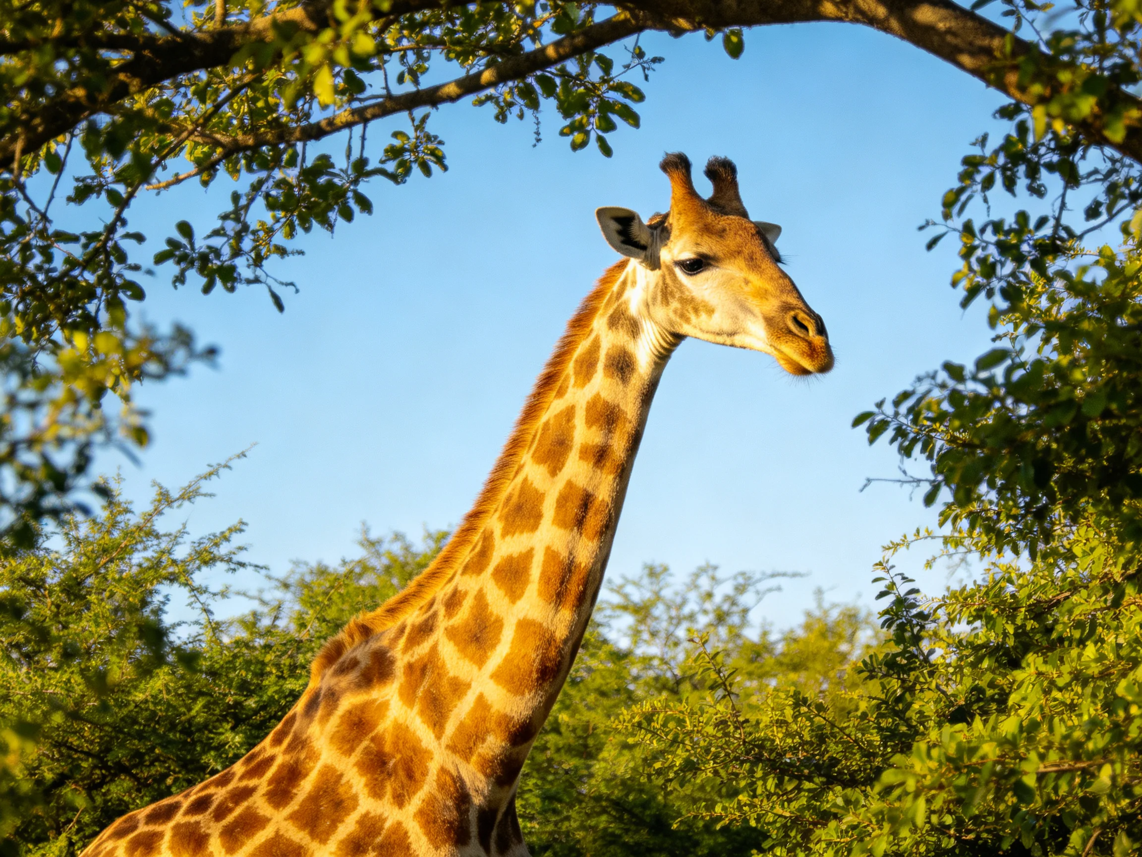 A golden-spotted giraffe amid lush greenery under a clear blue sky