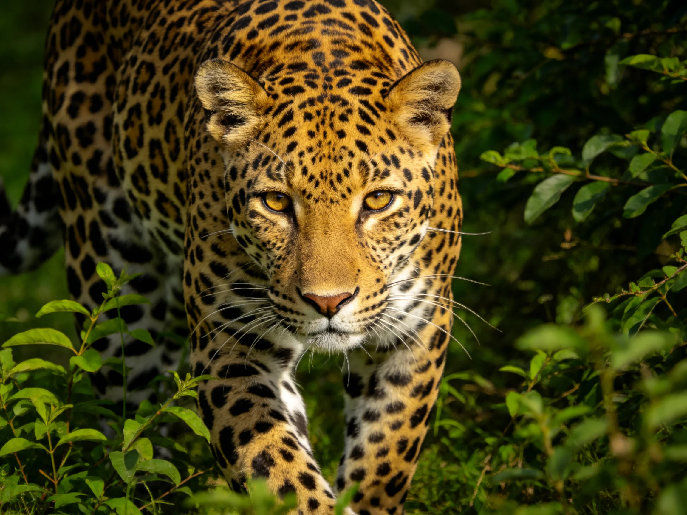 A golden-spotted jaguar walks through lush green vegetation