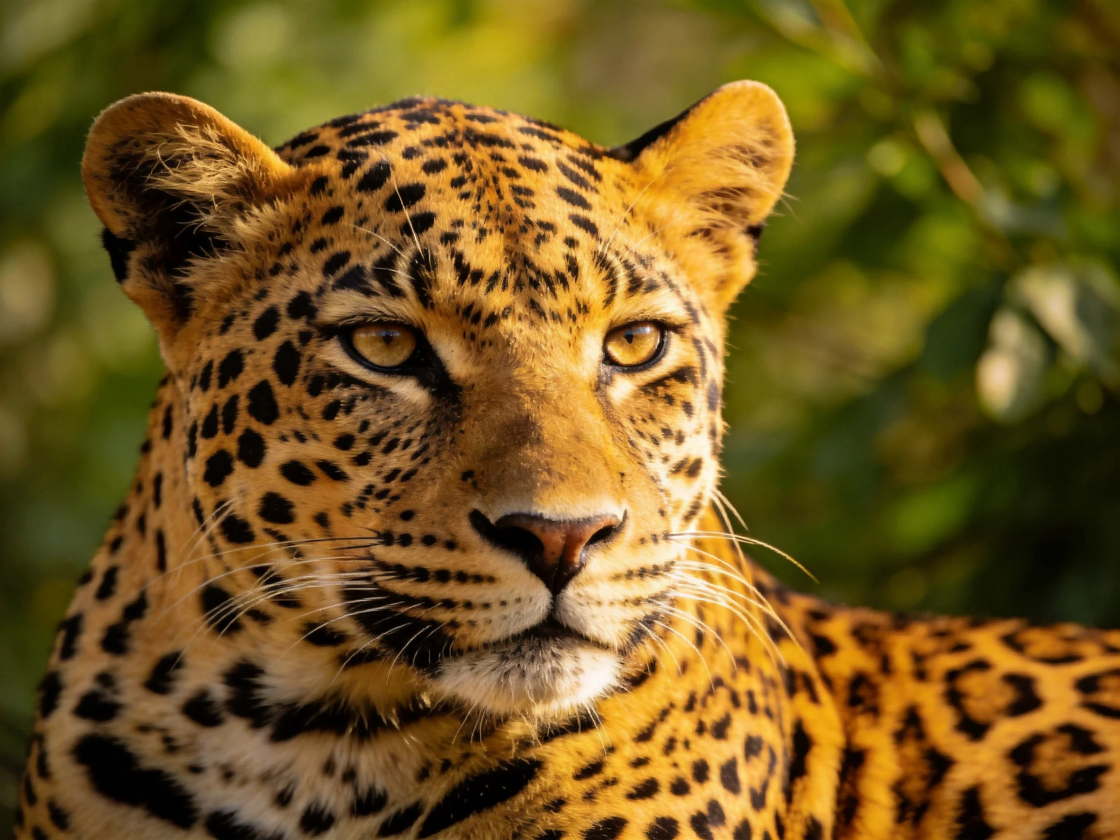 A golden-spotted leopard gazes intently amid lush green foliage