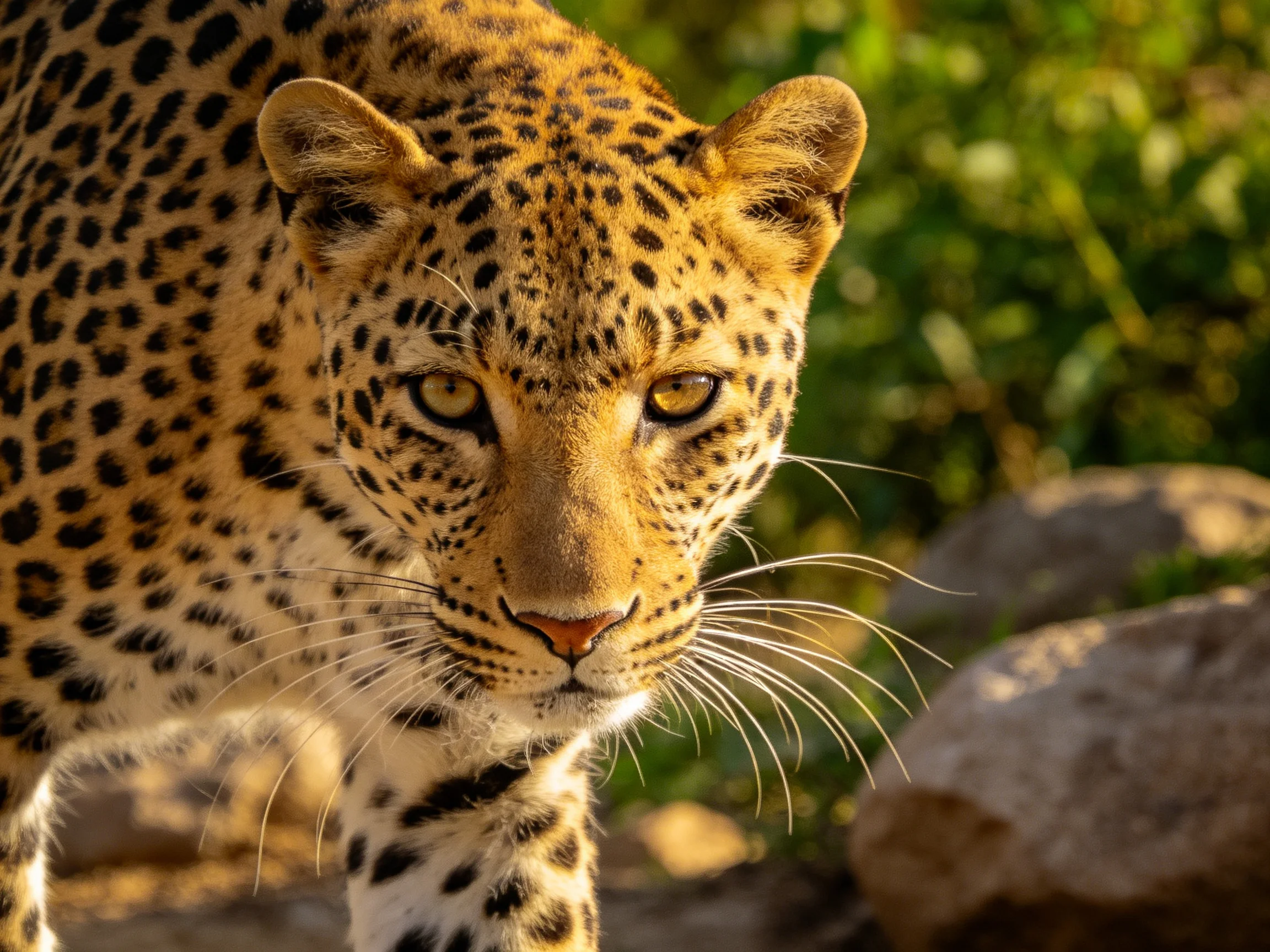 A golden-spotted leopard stands near rocks amid greenery.