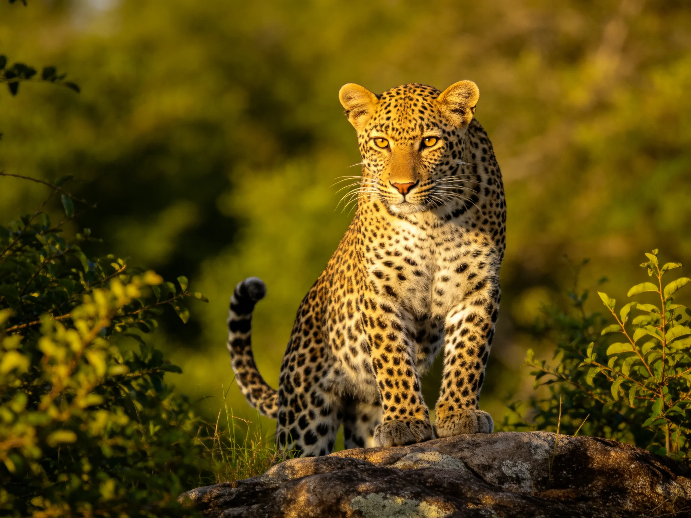 A leopard sits on a rock in a sunlit, green environment.