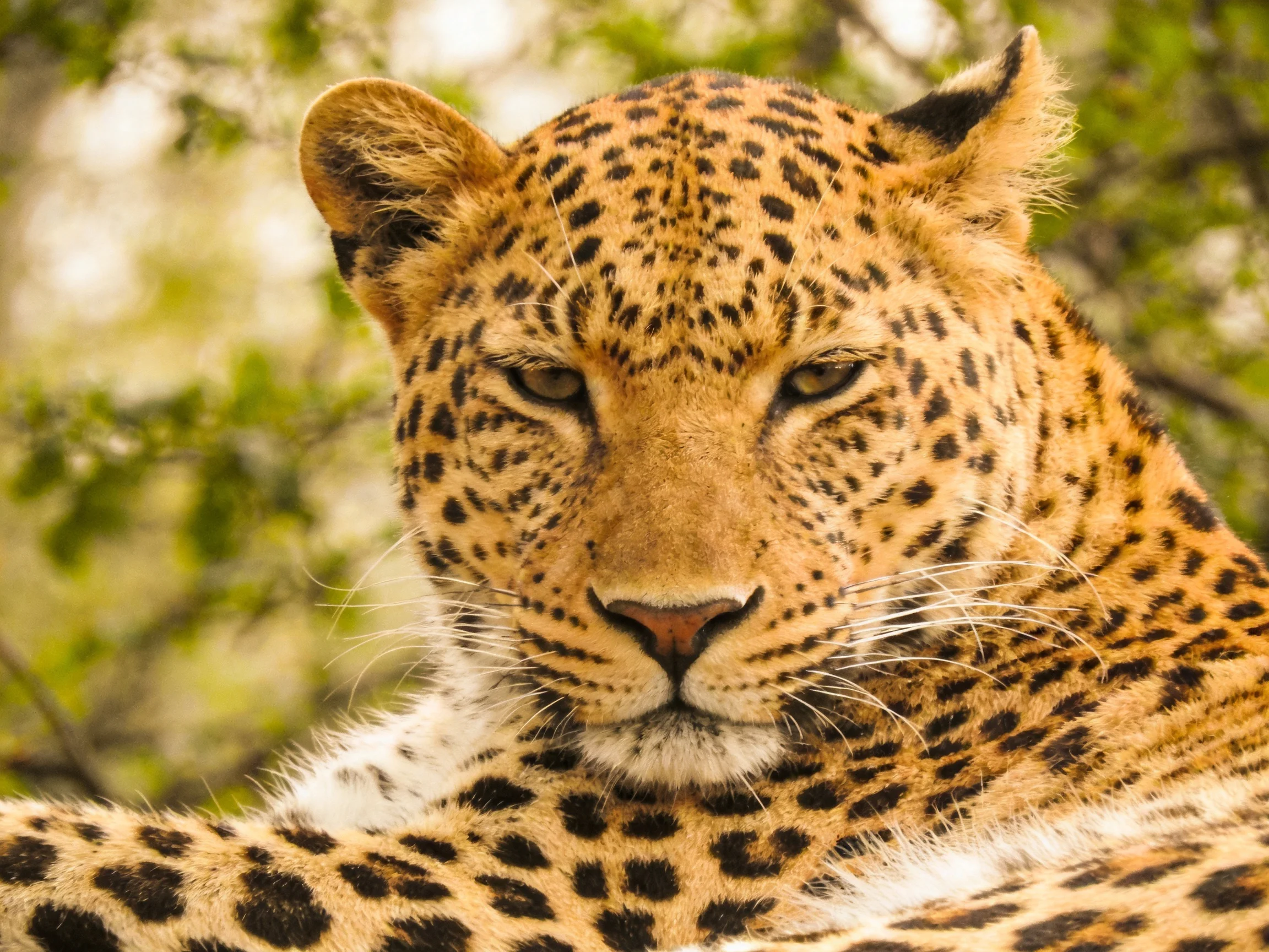 A golden-spotted leopard rests amid green foliage