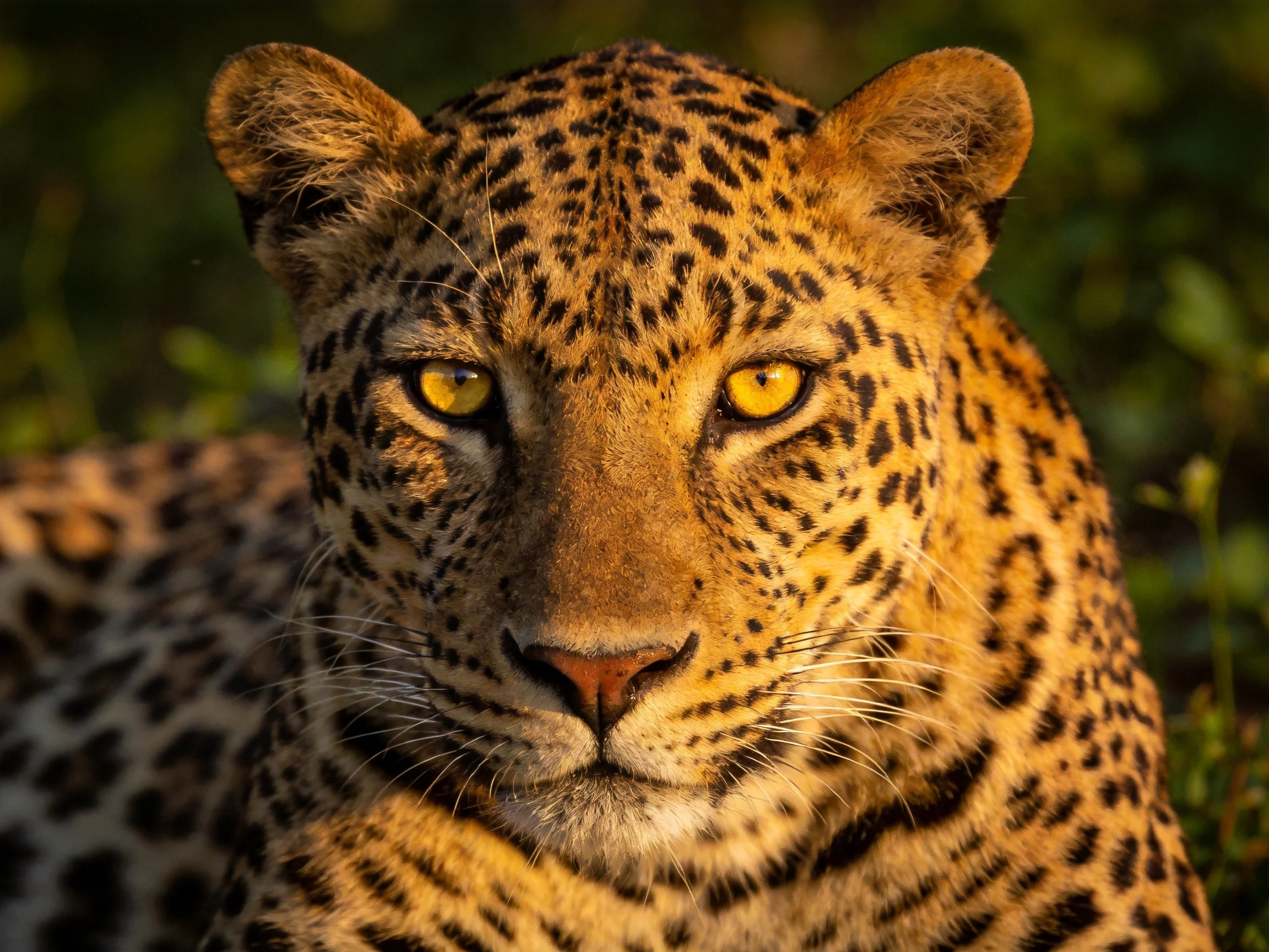 A golden-spotted leopard sits calmly among greenery.