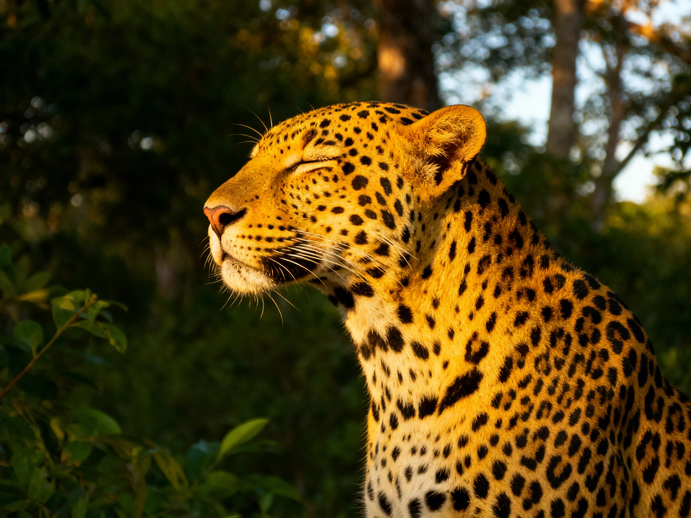 A golden-spotted leopard relaxes in sunlit forest surroundings.