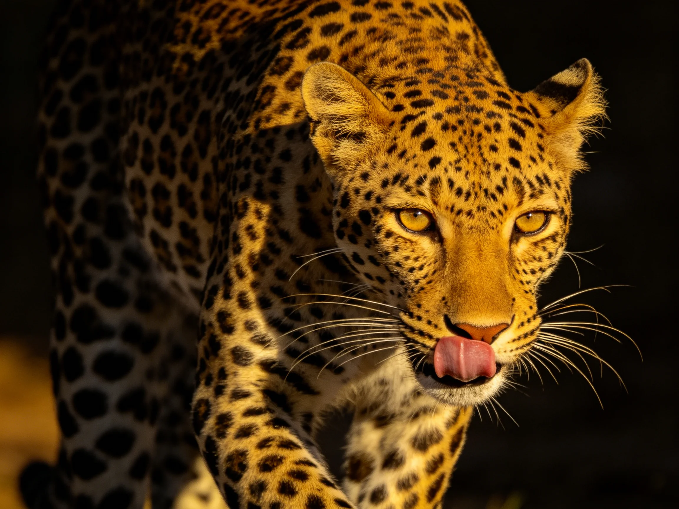 A golden-spotted leopard gazes intently against a dark backdrop
