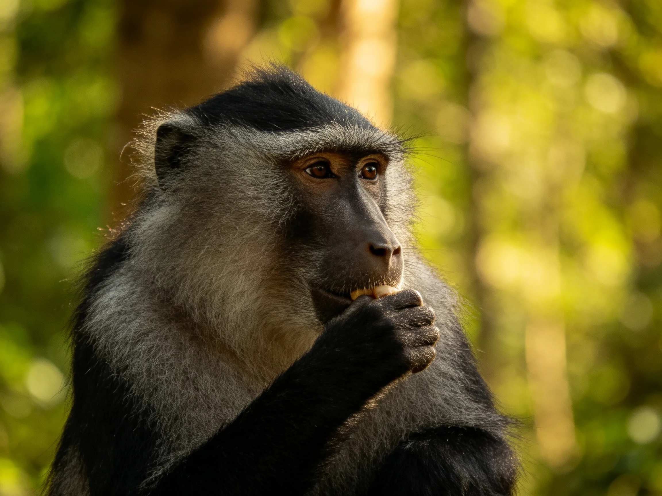 A gray-and-black monkey feeding in a sunlit forest
