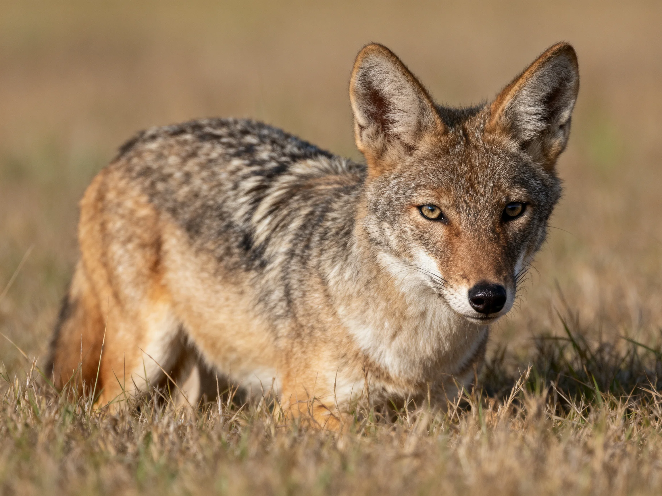 A gray and tan coyote standing in dry golden grass