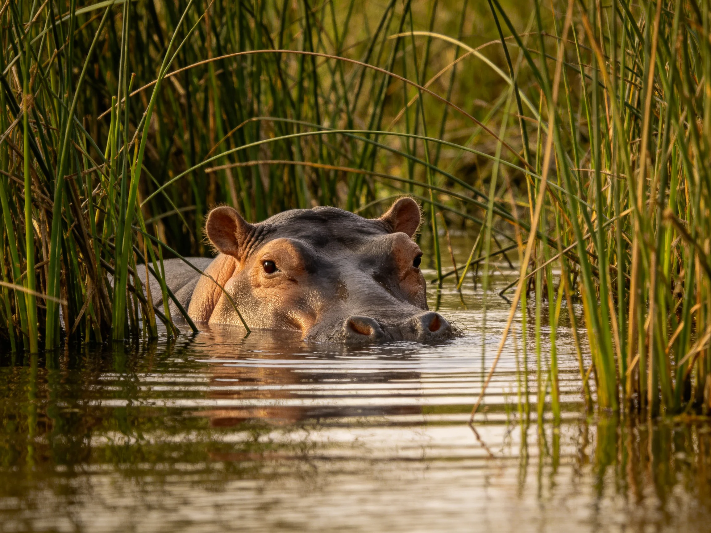 A hippo peeks from calm water among tall green reeds.