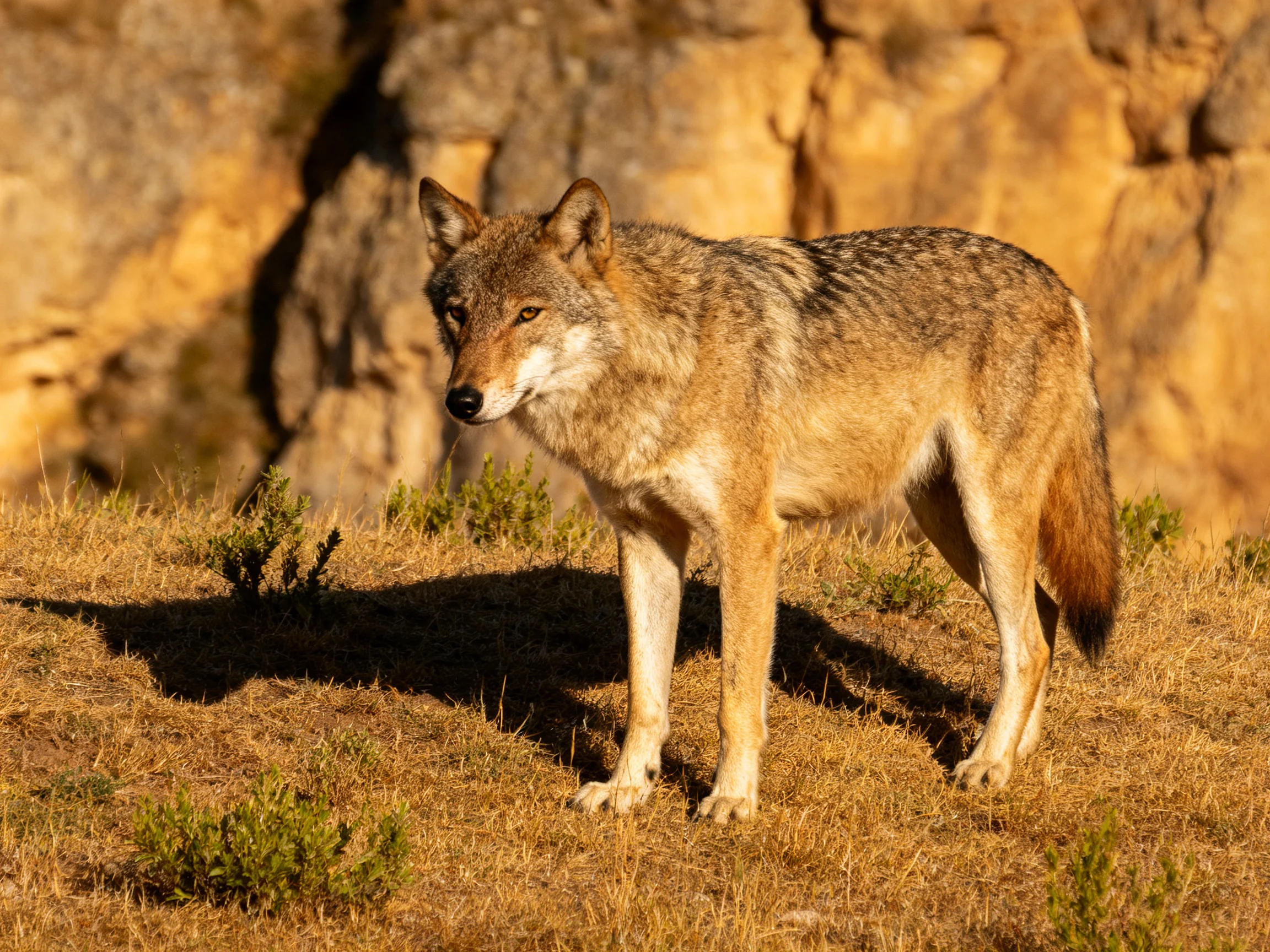 A gray-brown wild canine stands on dry grass near rocky cliffs