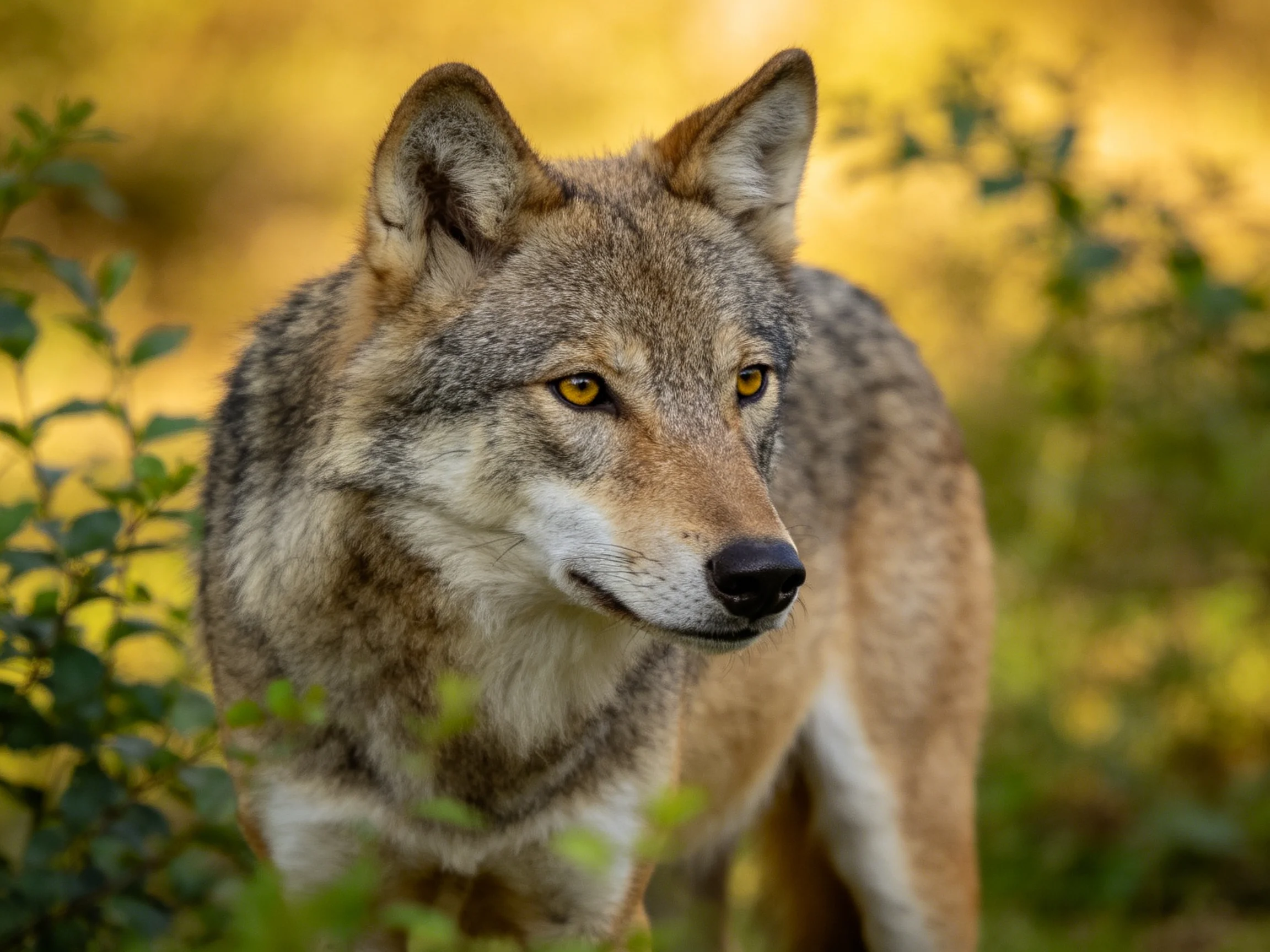A gray-brown wolf with golden eyes in lush foliage