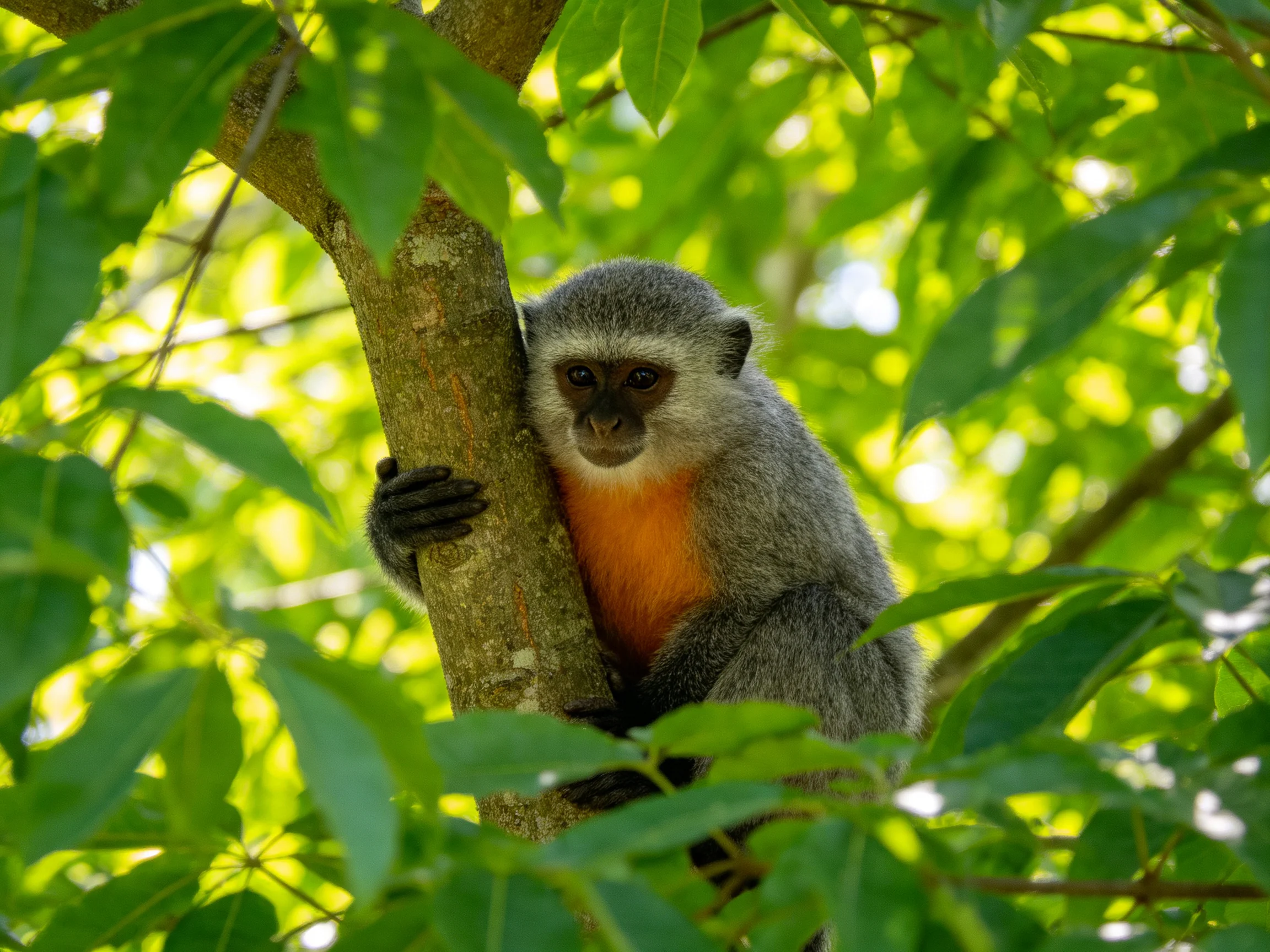 A gray-furred monkey with an orange chest clings to a tree in lush green foliage