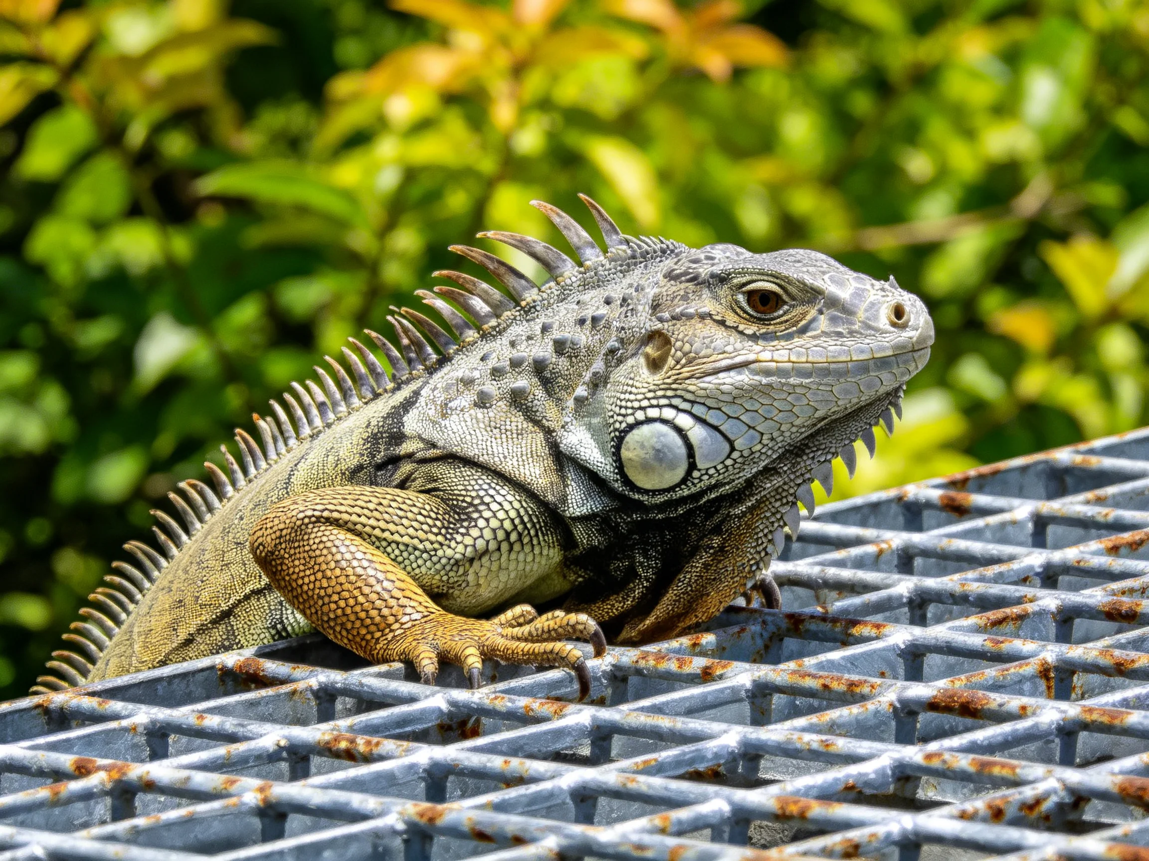An iguana rests on a metal grid surrounded by dense green foliage.
