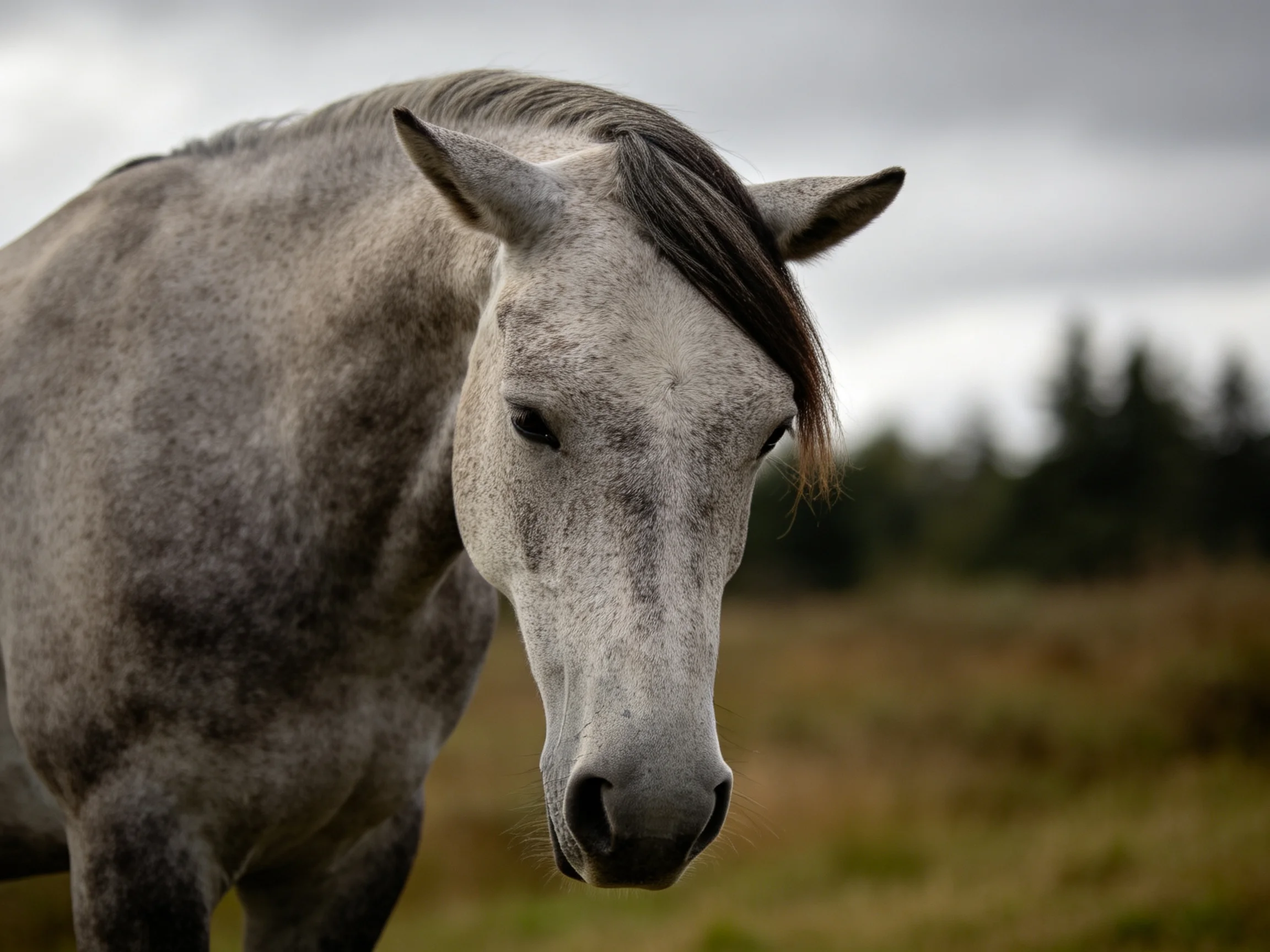A gray horse in a natural landscape with blurred trees
