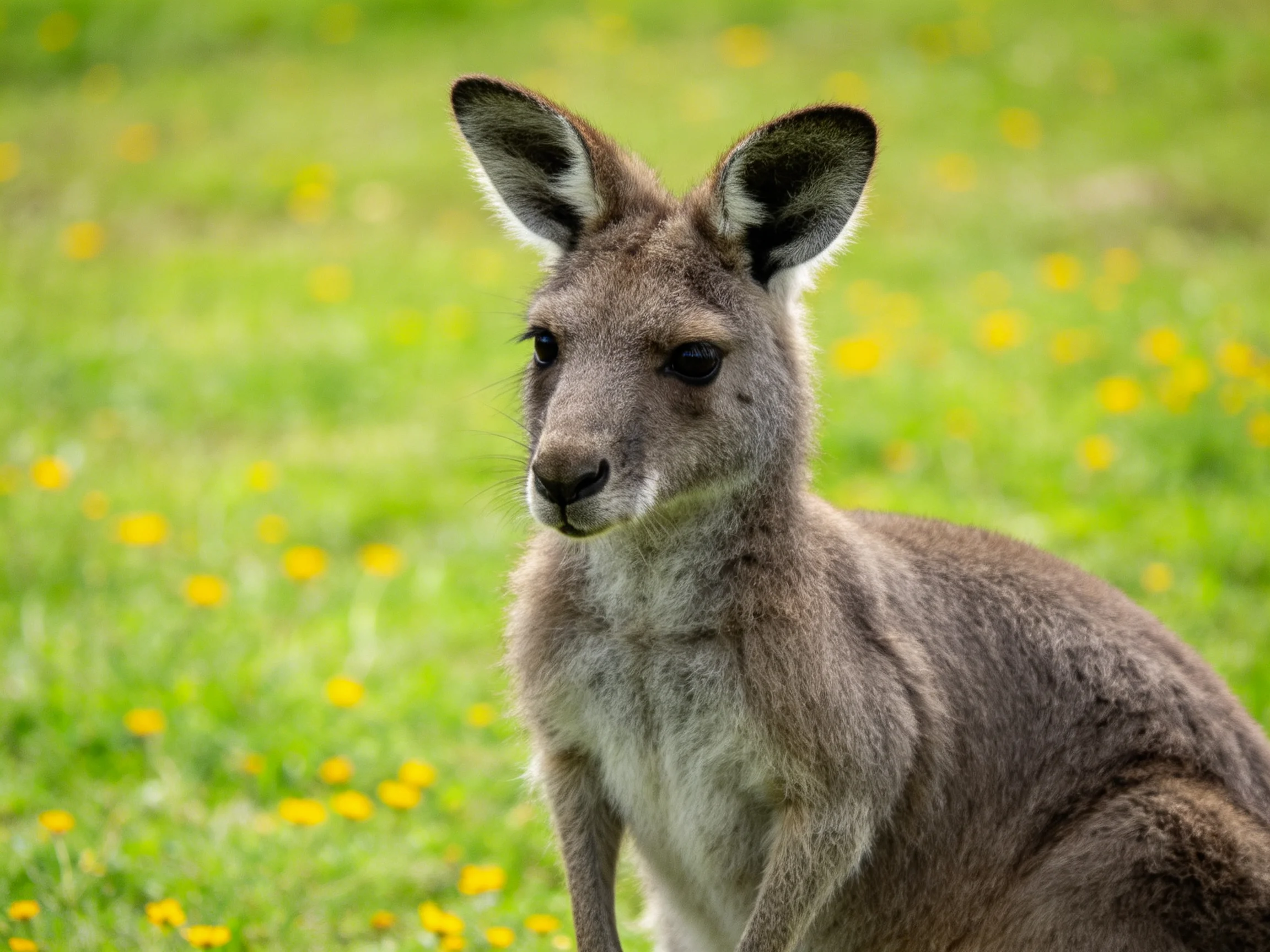 A gray kangaroo stands in a grassy meadow with yellow flowers.